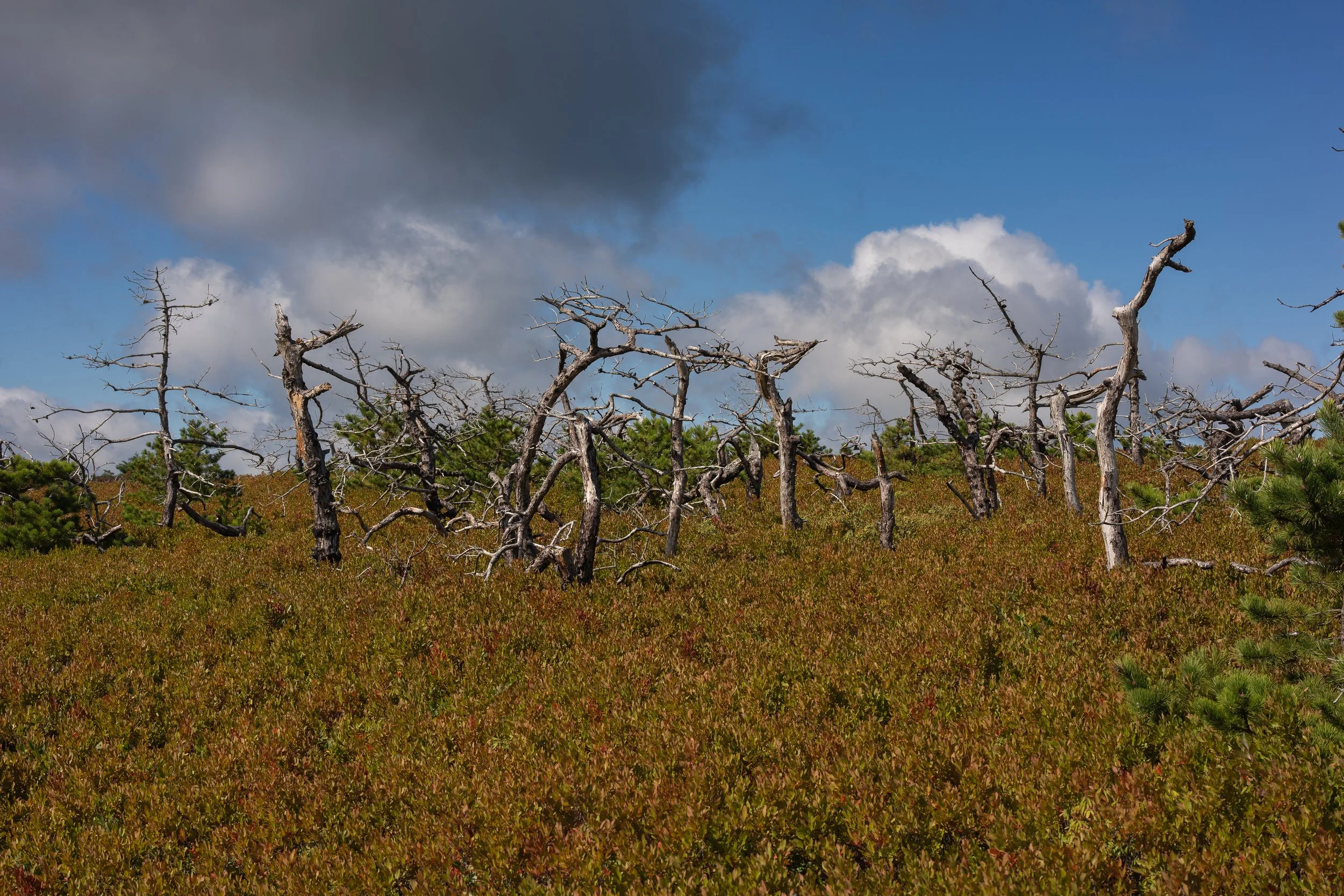 Pitch Pine Forrest Trees-5.JPG