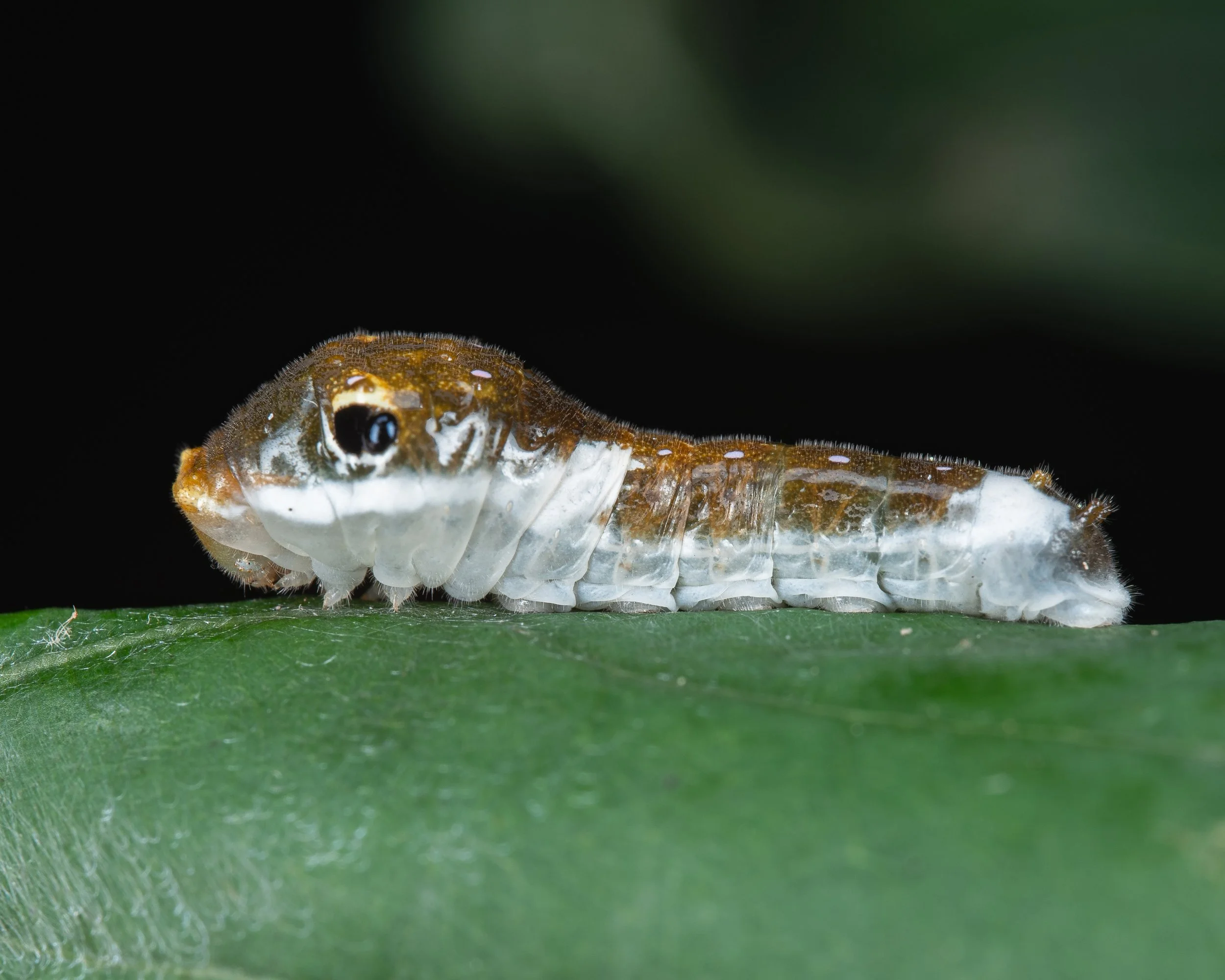 Caterpillar with Eyes-3.JPG