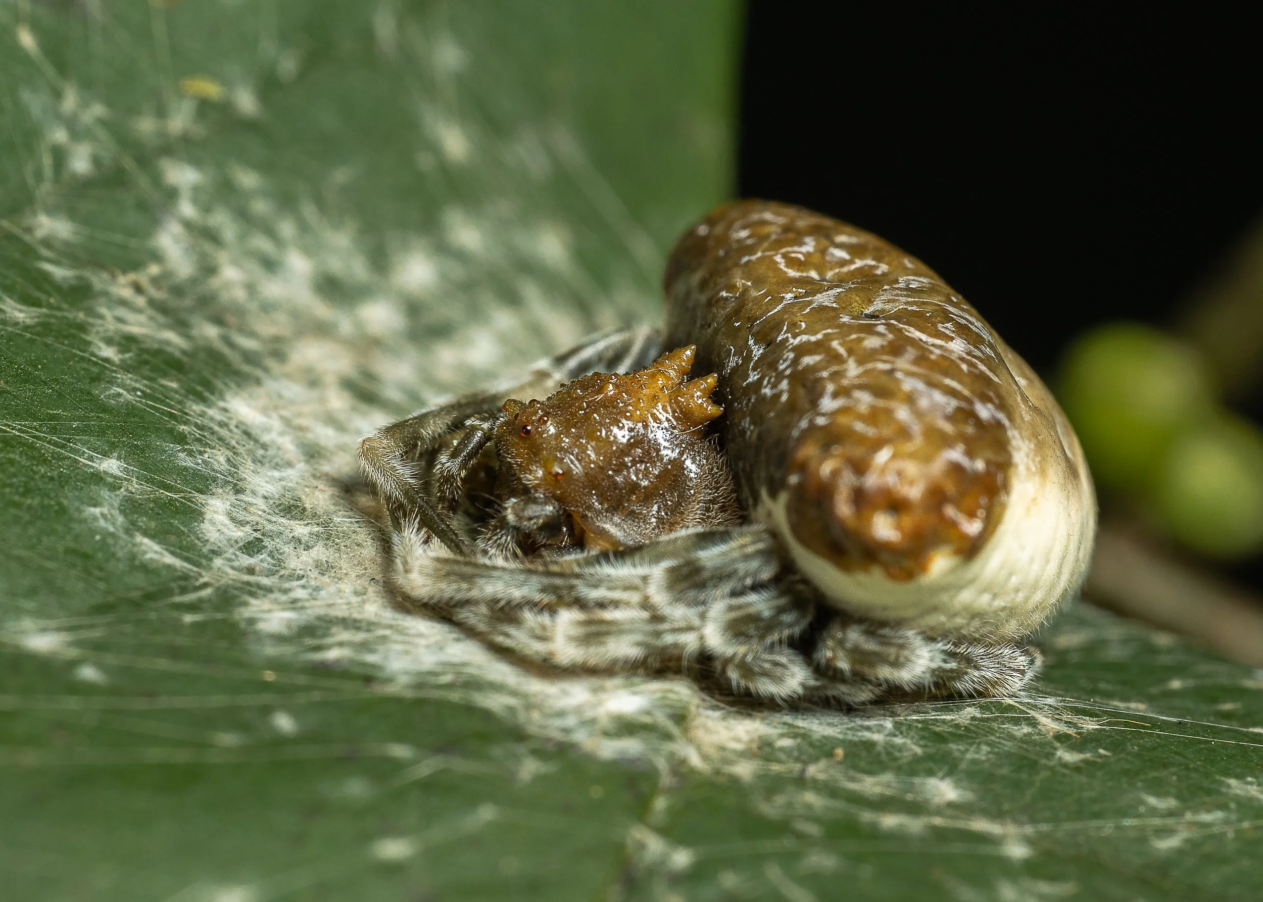 Spider Wrapping Legs.JPG