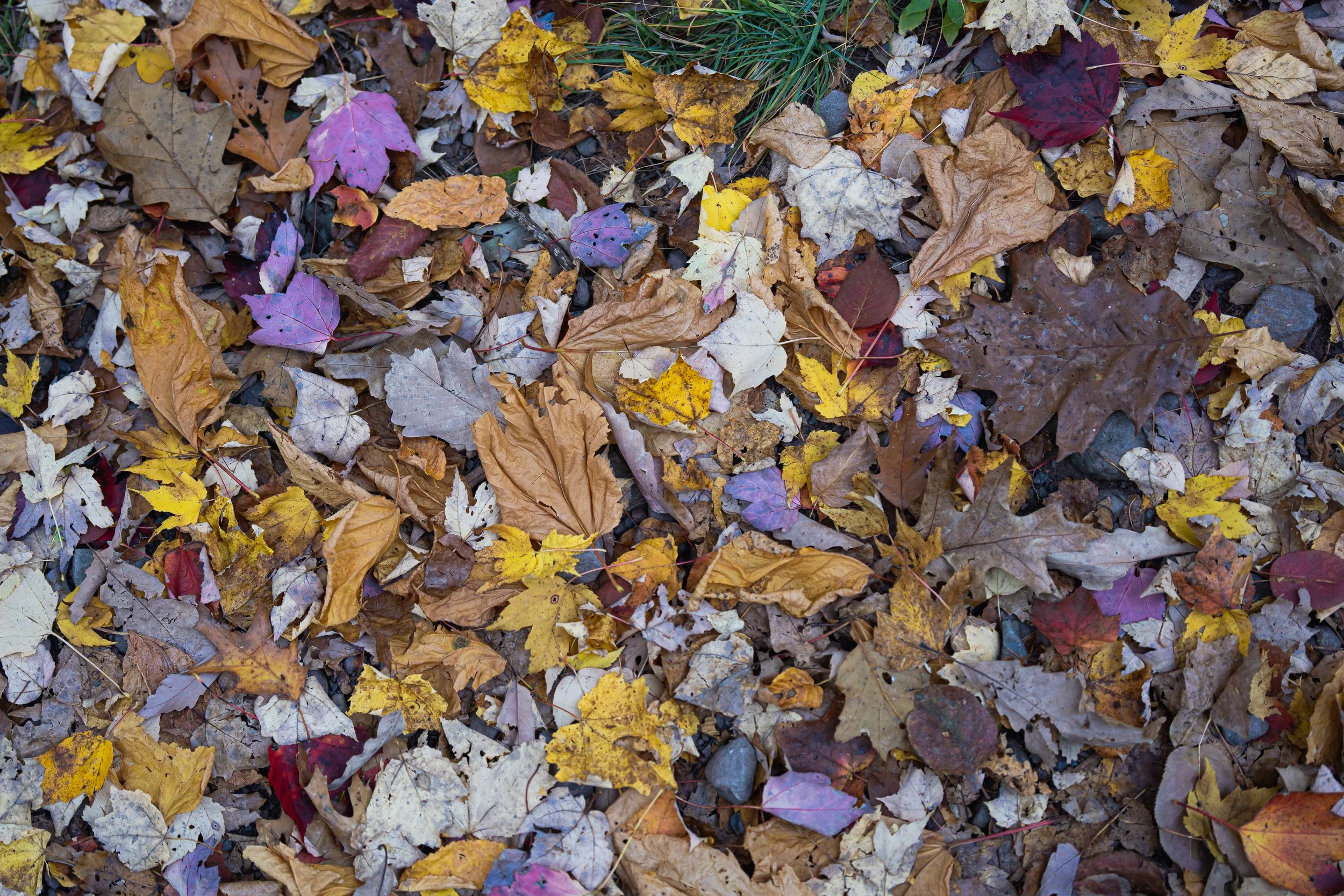 Overlook Pics Low Res.JPG