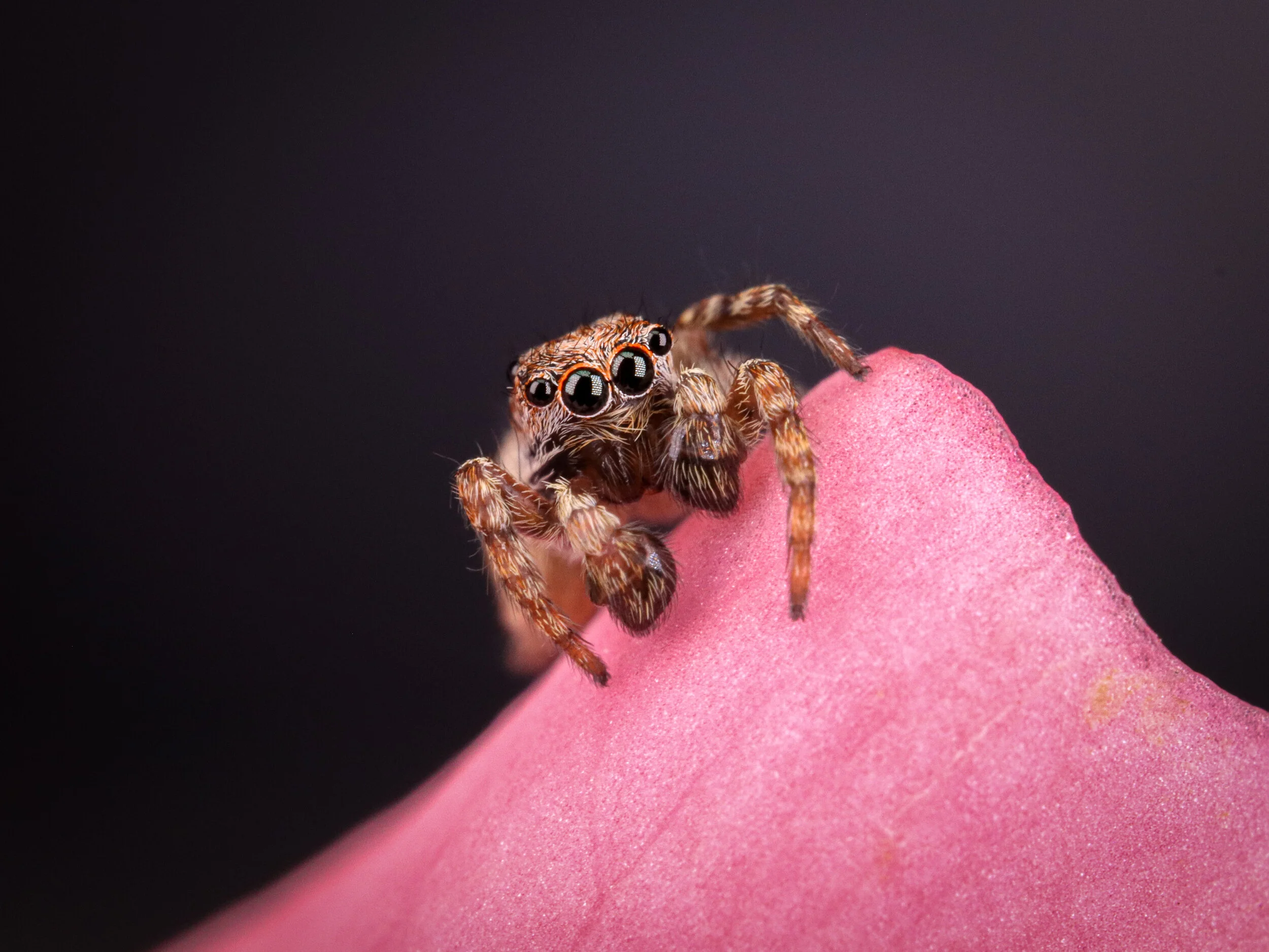JumpingSpider.jpg