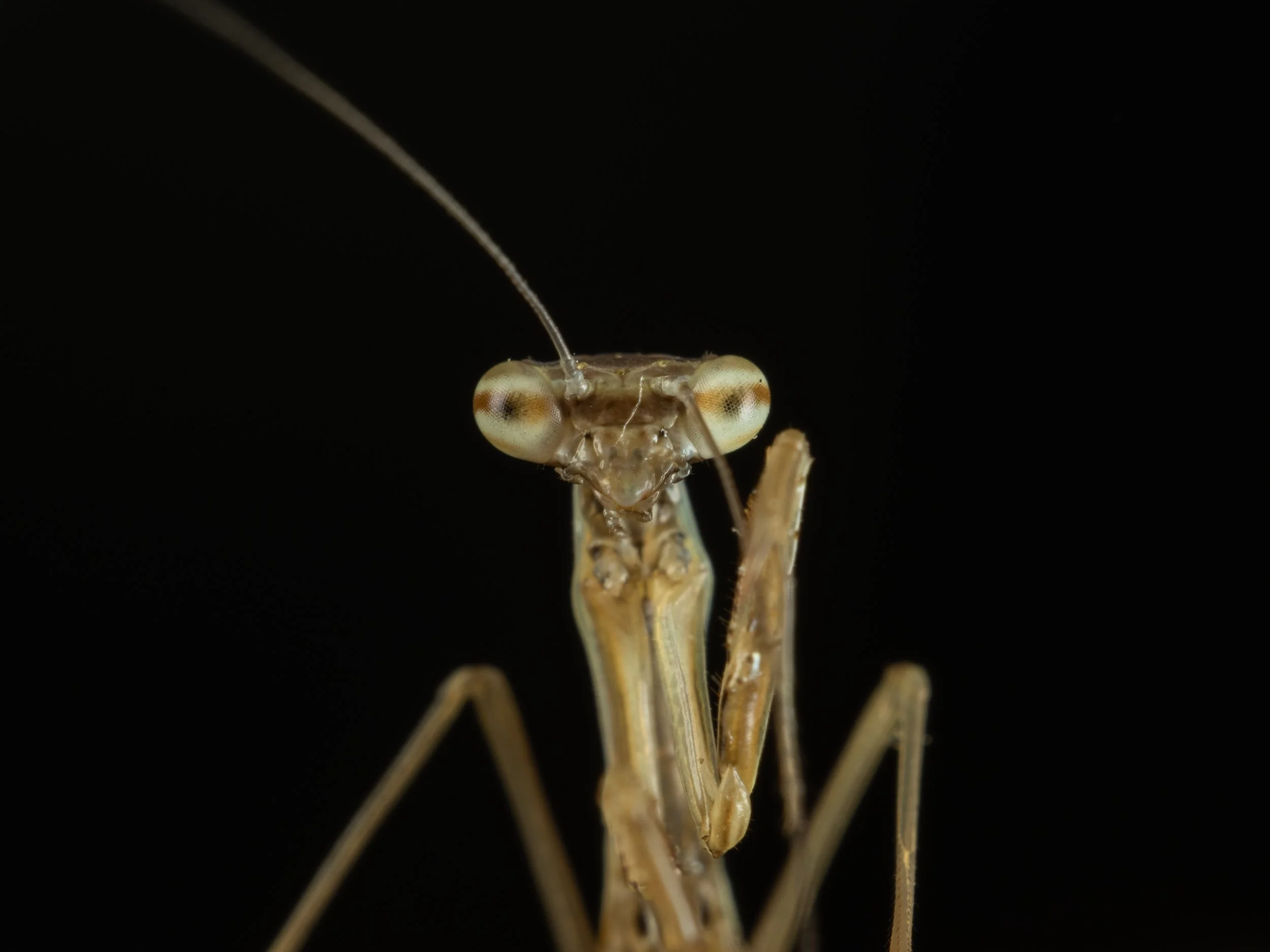 Mantis Newt Release-2.JPG
