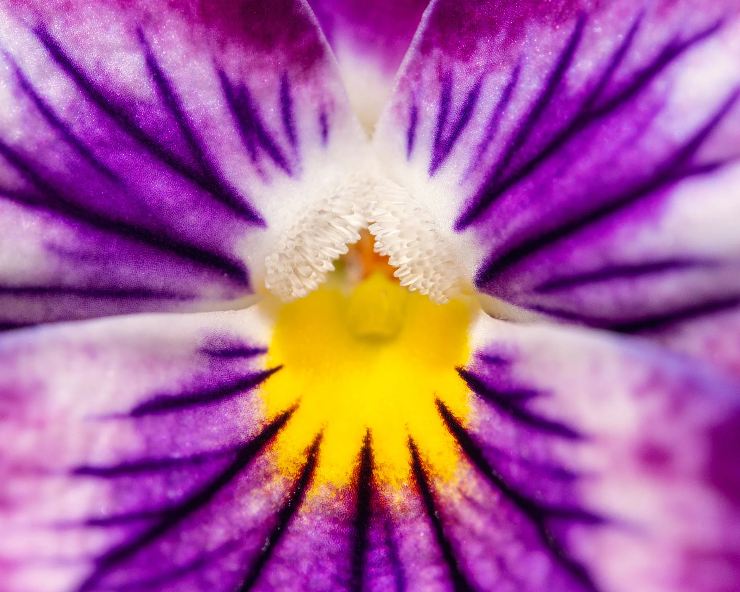 Inside a flower.JPG