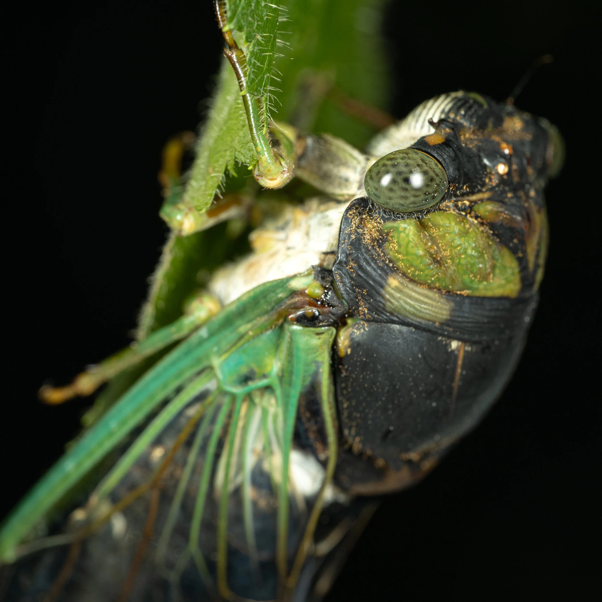 Cicada.jpg