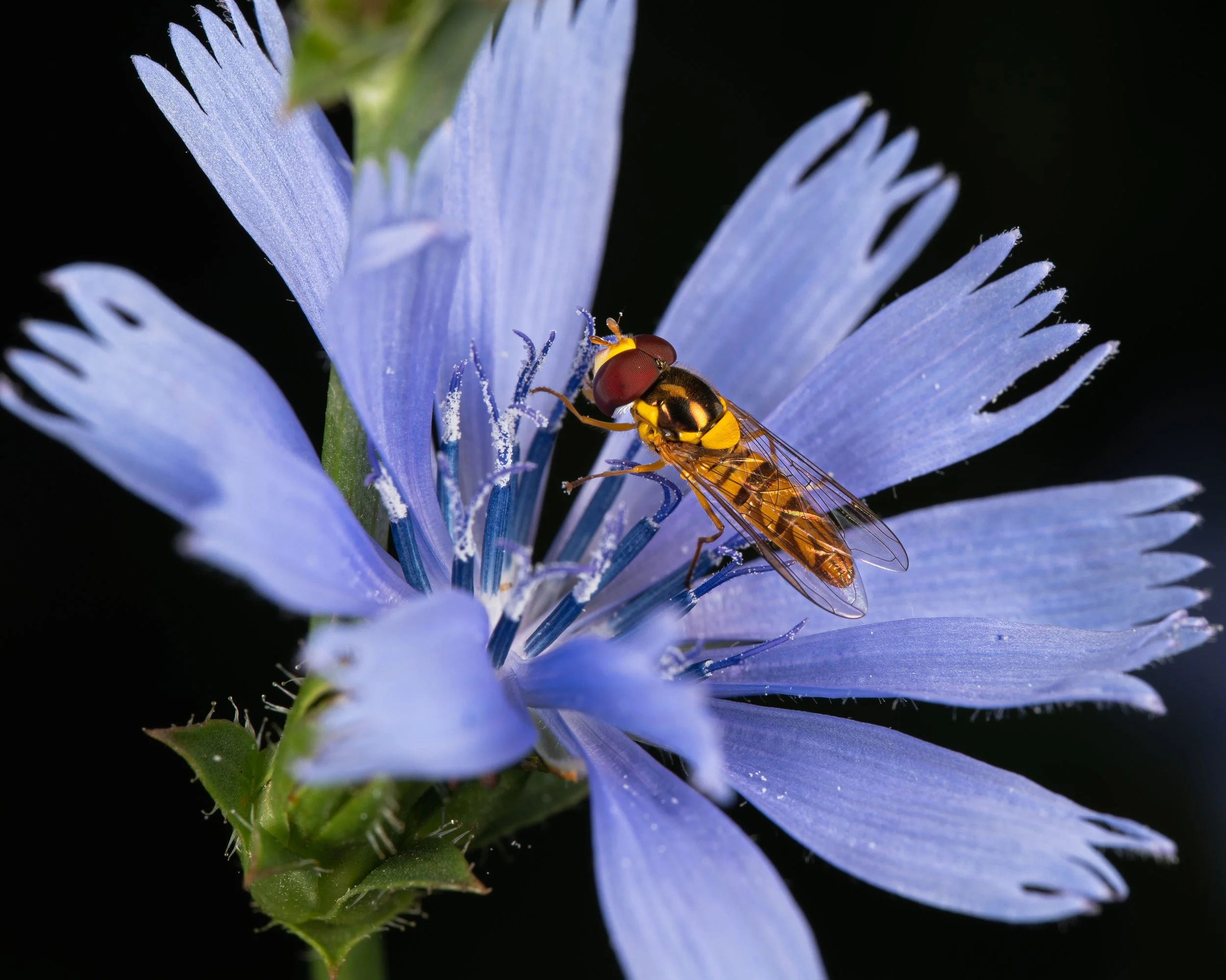 Yellow Fly on Blue Flower.JPG