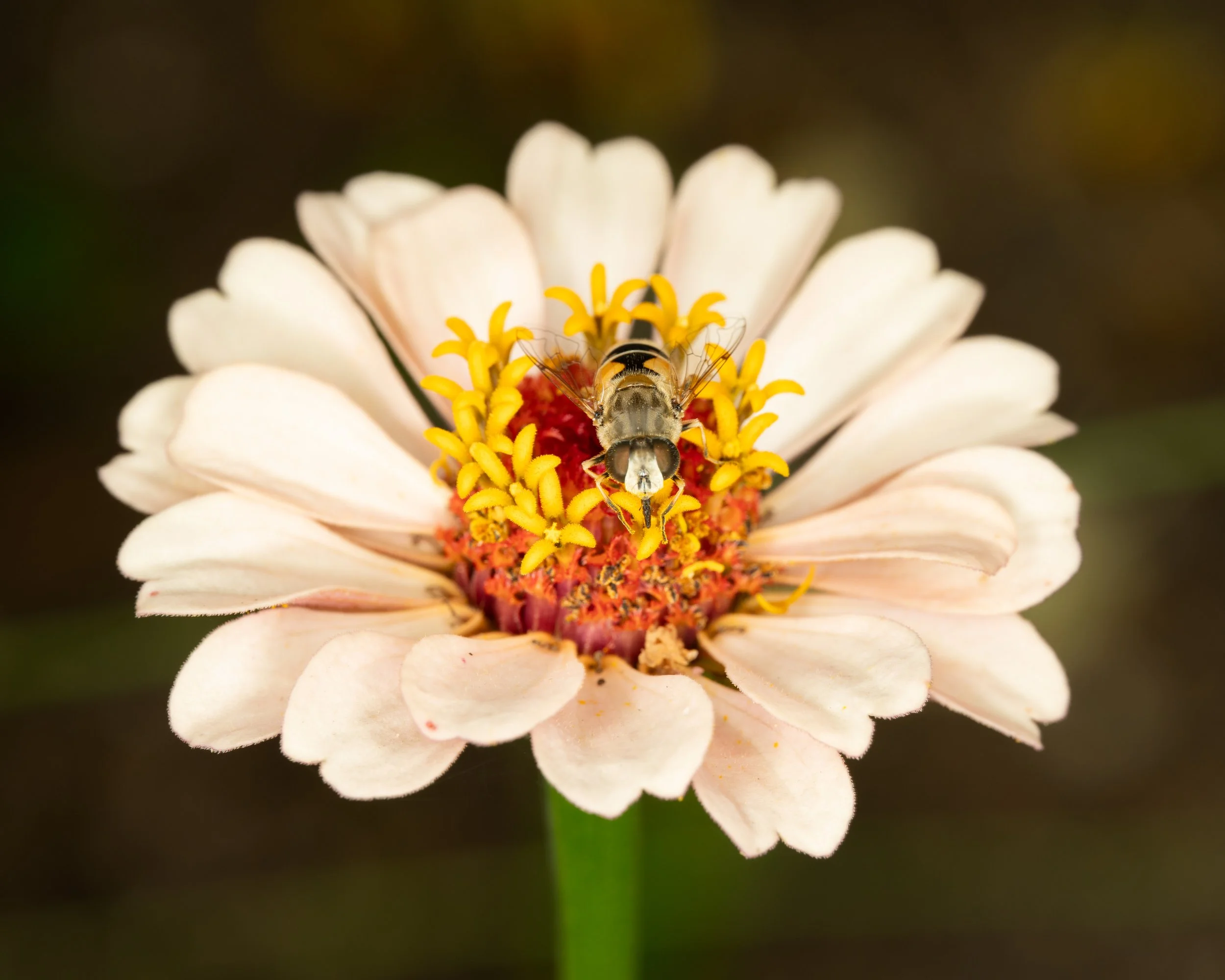 macro fun Aug 2024-153.jpg