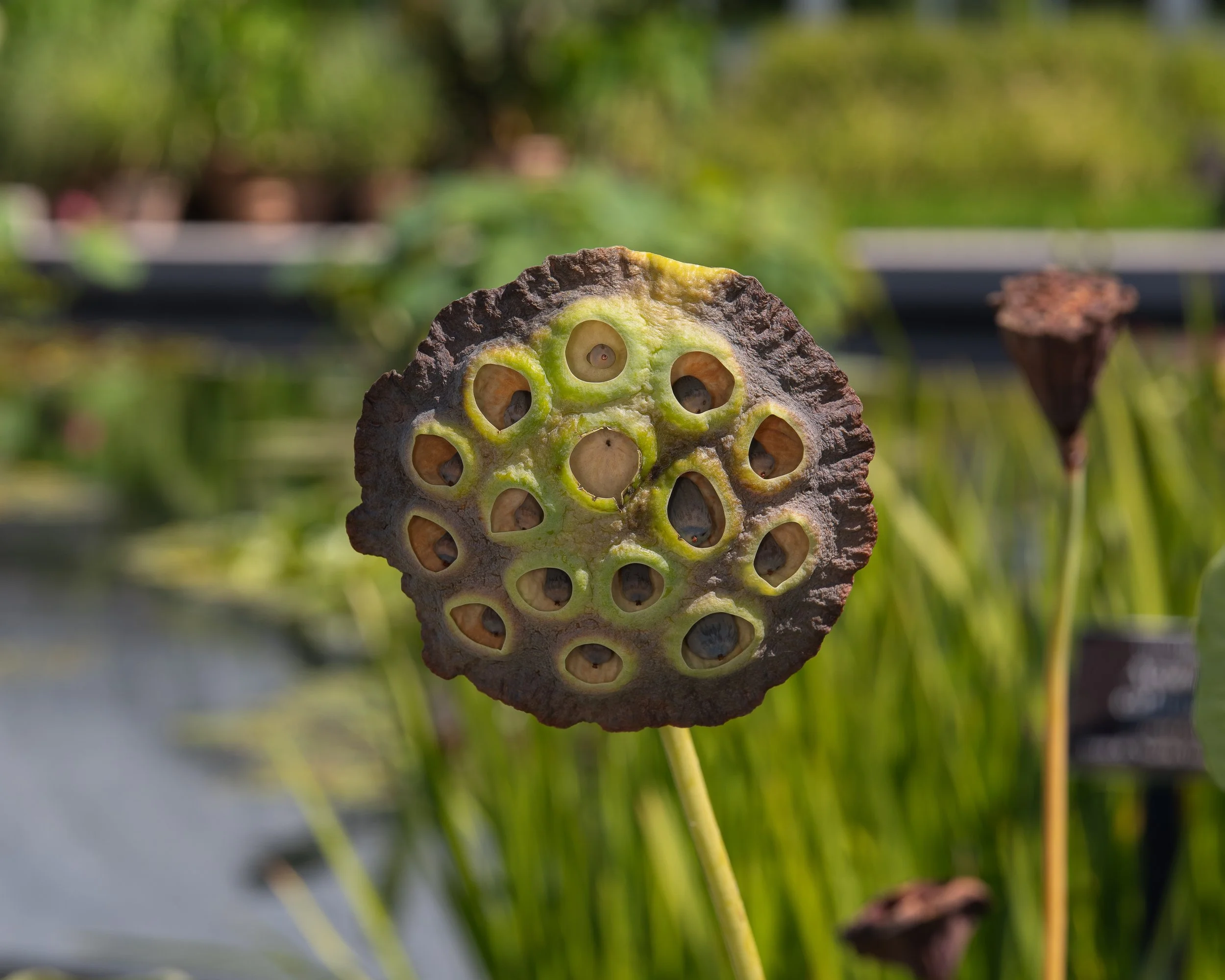 New York Botanical Garden Grounds-17.JPG