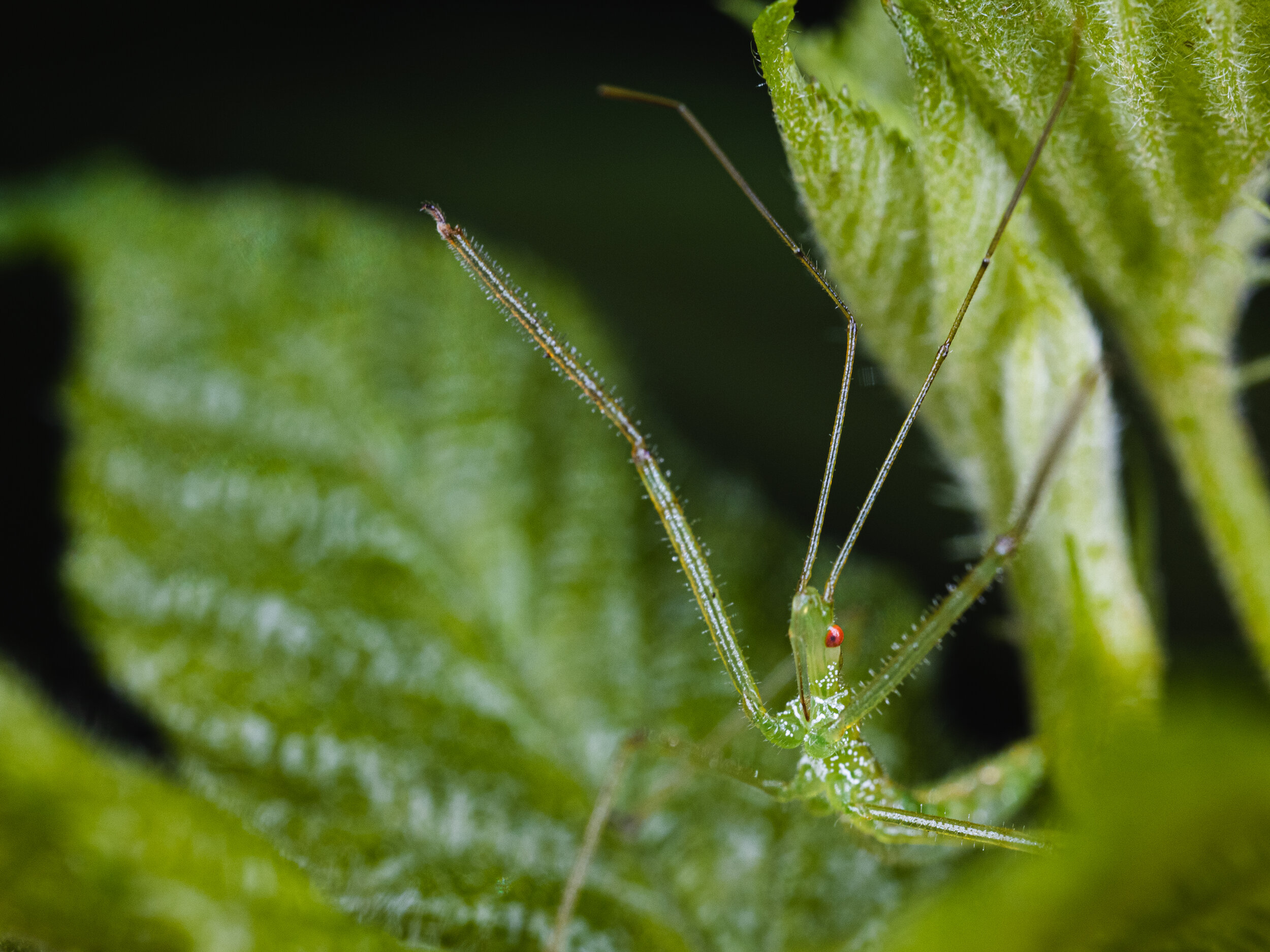 StickBug-2.jpg