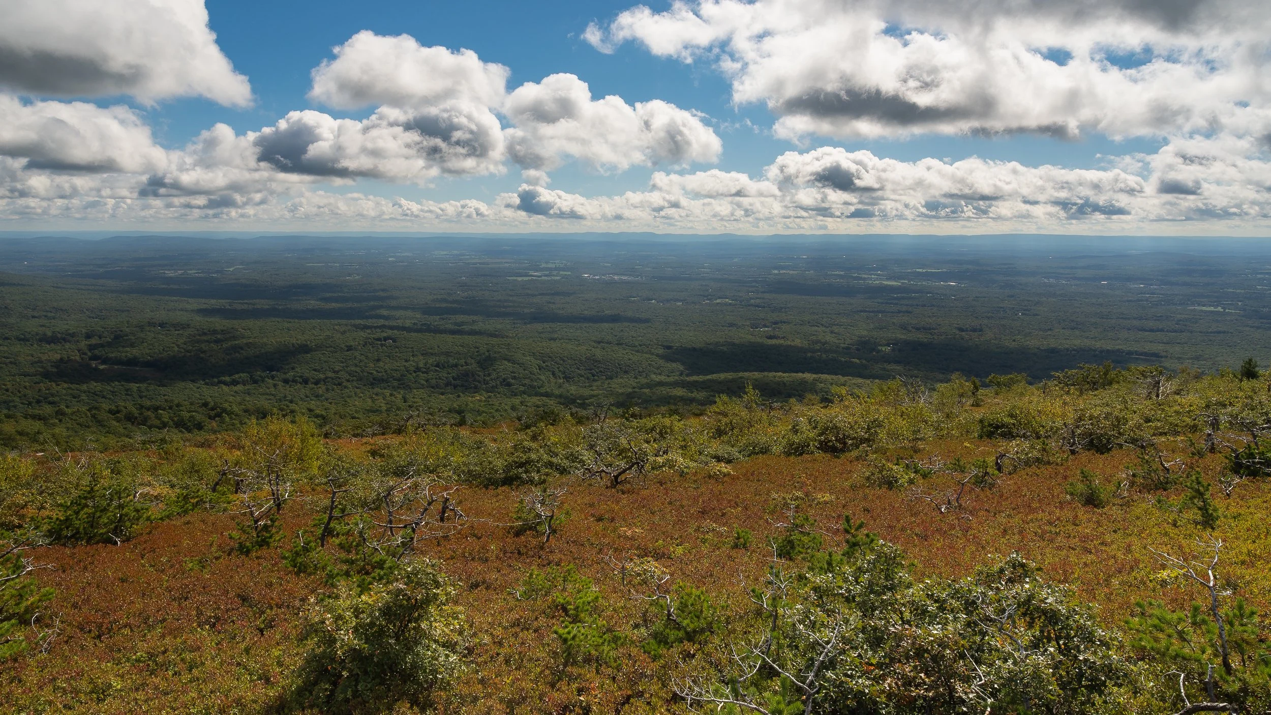 Sams Point Pitch Pine View.JPG