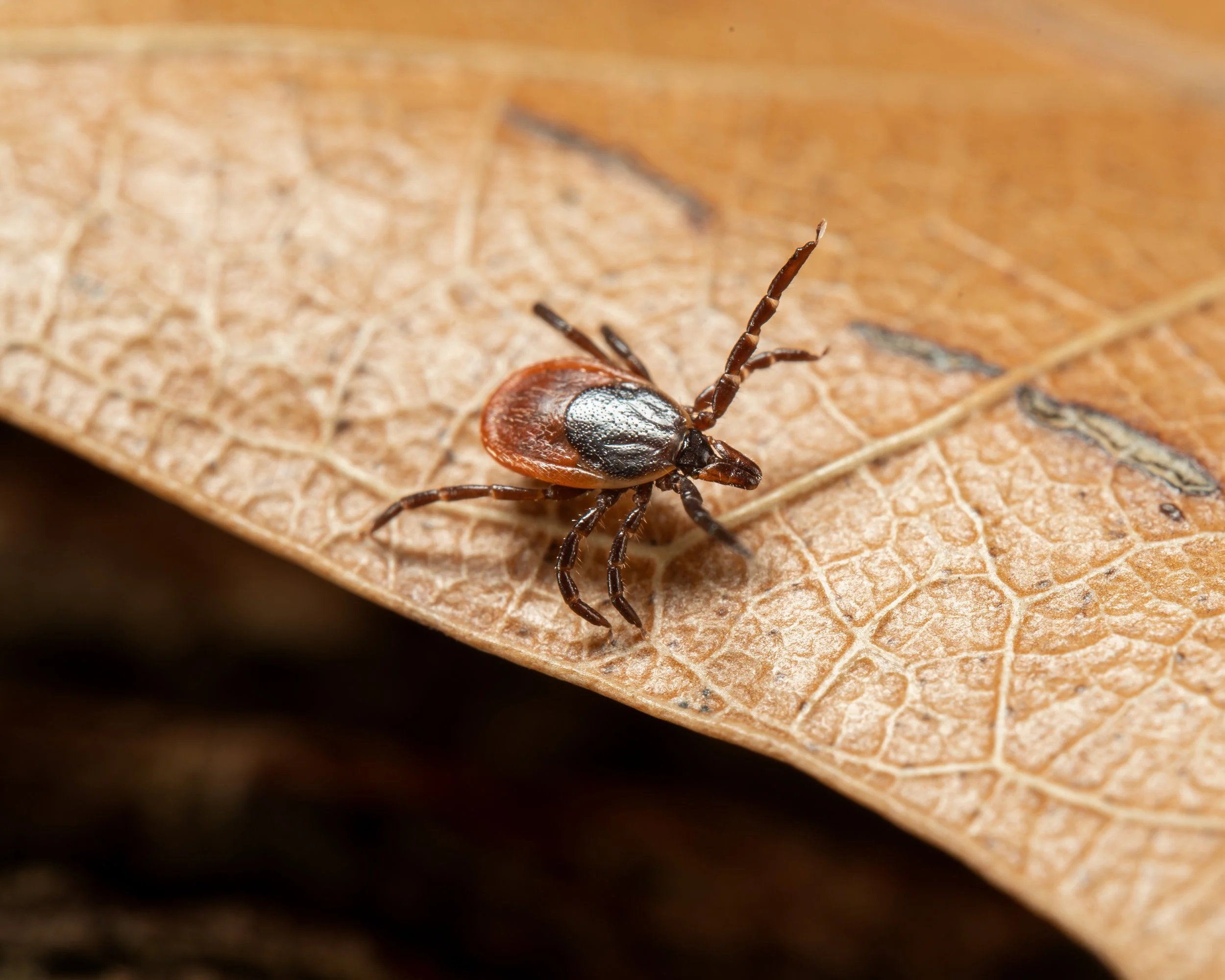 Tics APP March 2023-4.JPG