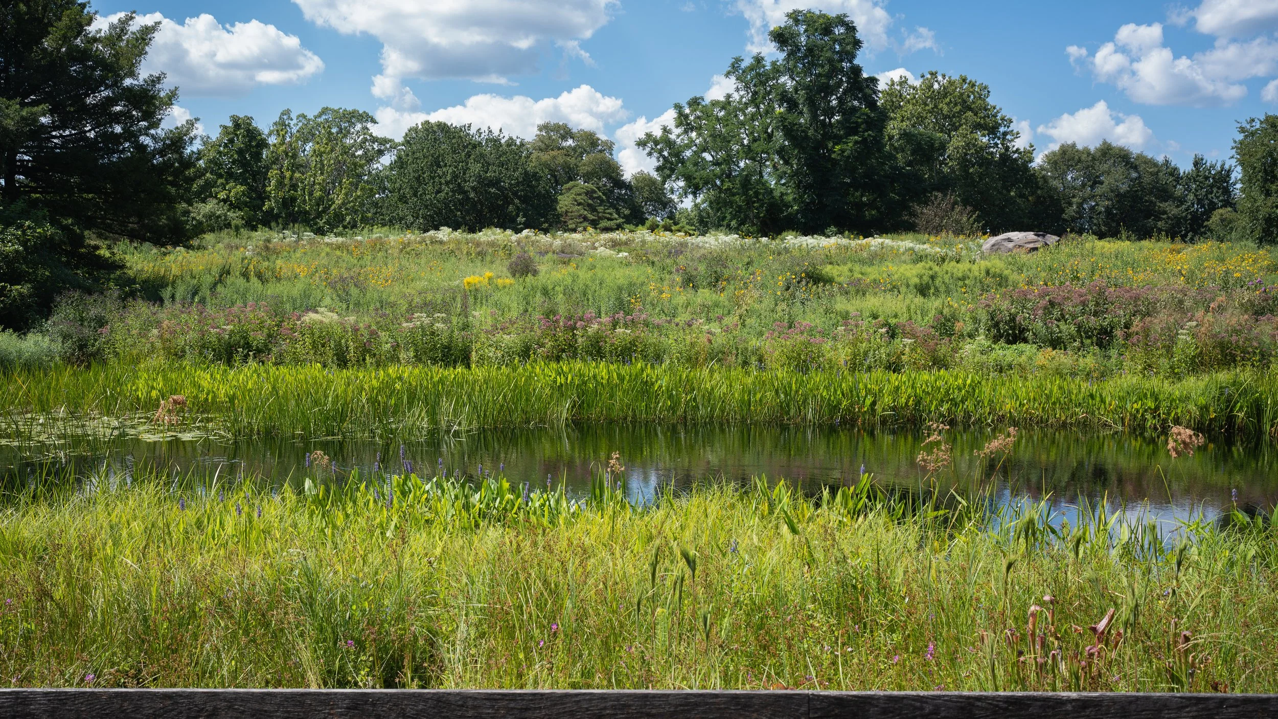 New York Botanical Garden Grounds-22.JPG