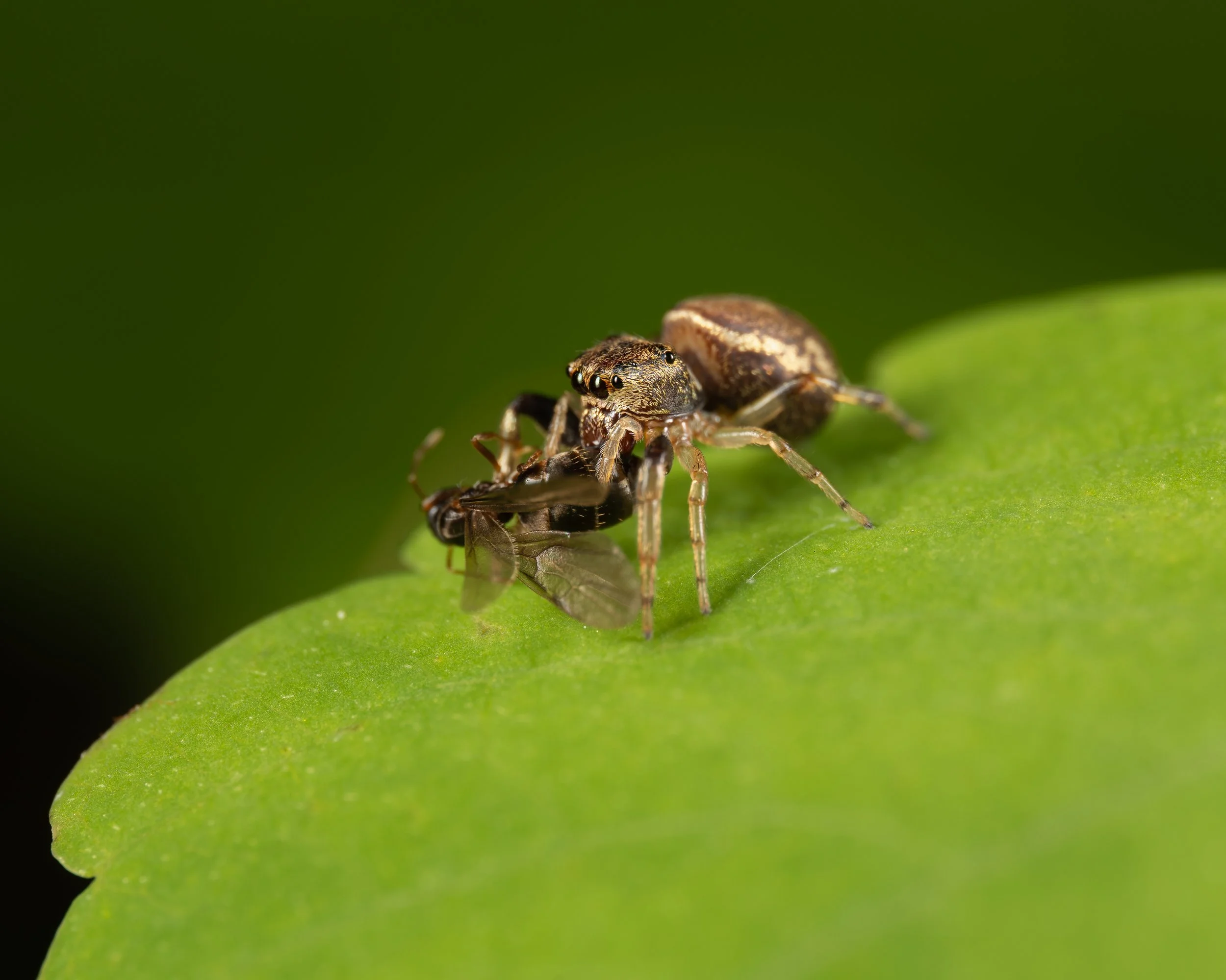 Spiders Spring 2022-6.JPG