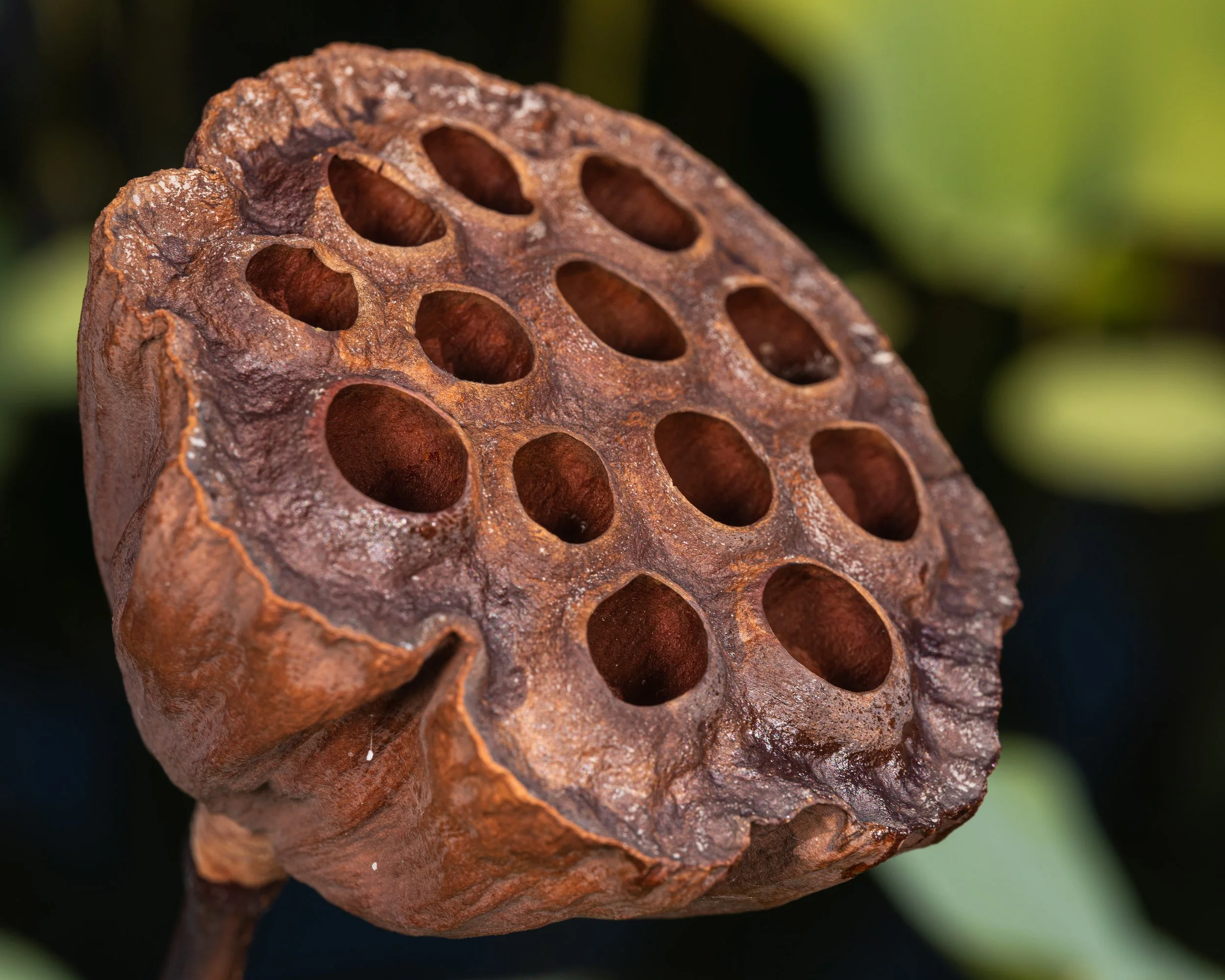 New York Botanical Garden Grounds-15.JPG