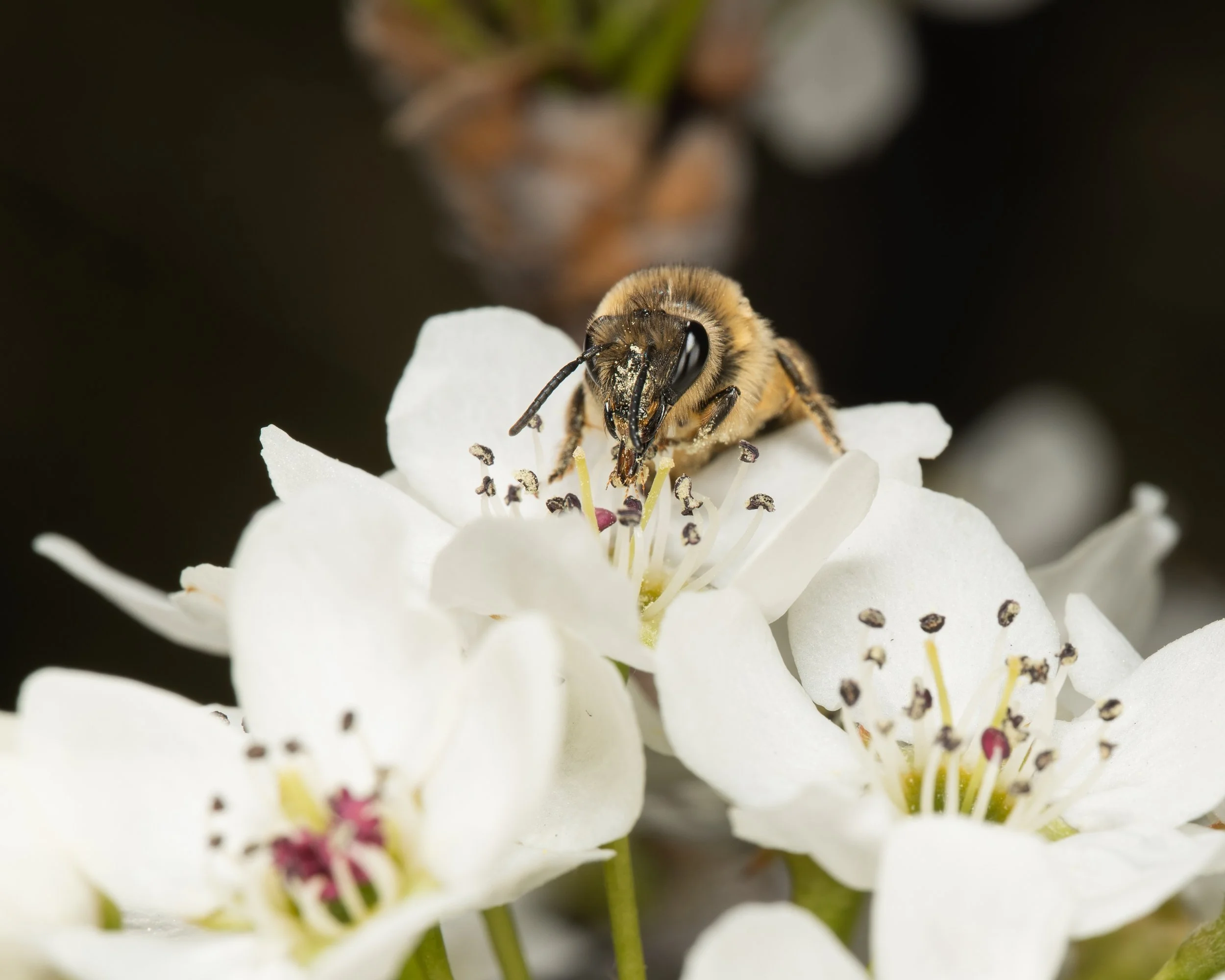 White flower and Bee APP 2023-2.JPG