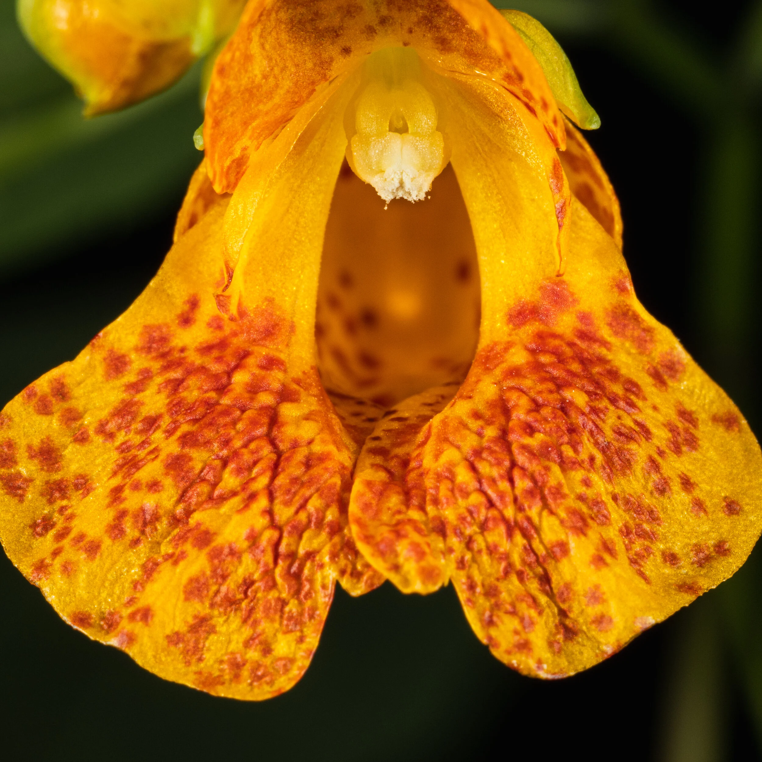 HummingbirdFlower.jpg