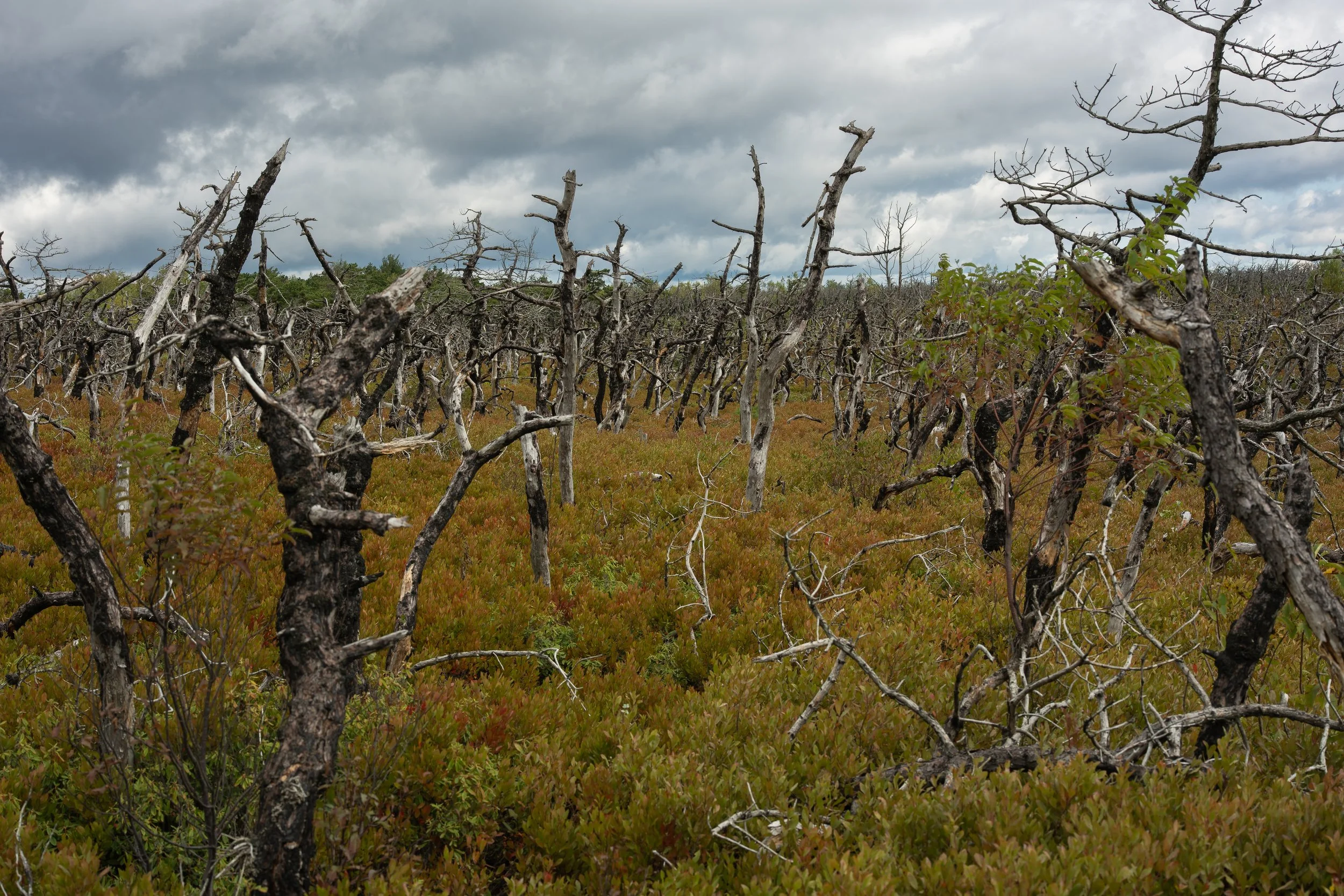 Pitch Pine Forrest Trees-2.JPG