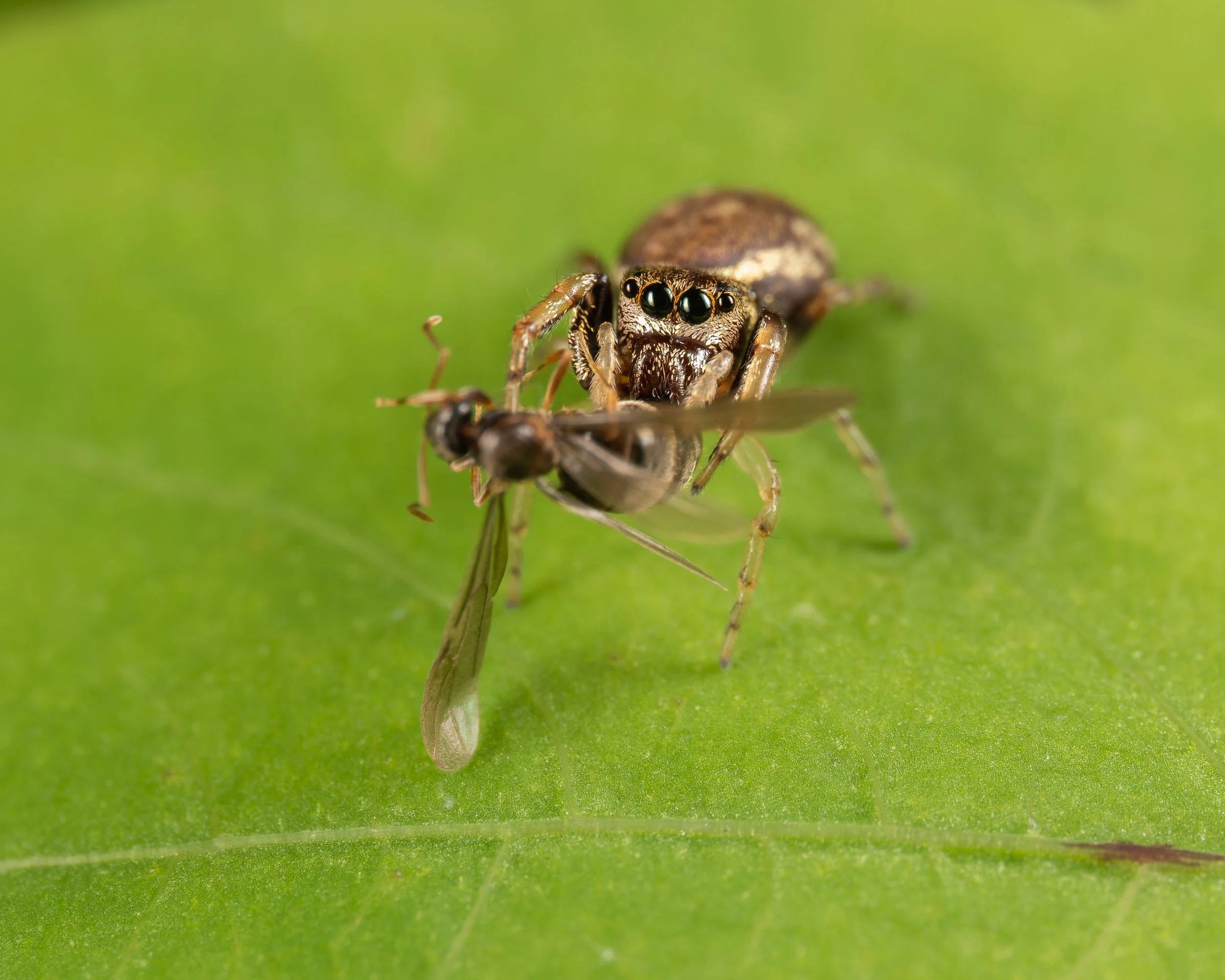 Spiders Spring 2022-5.JPG