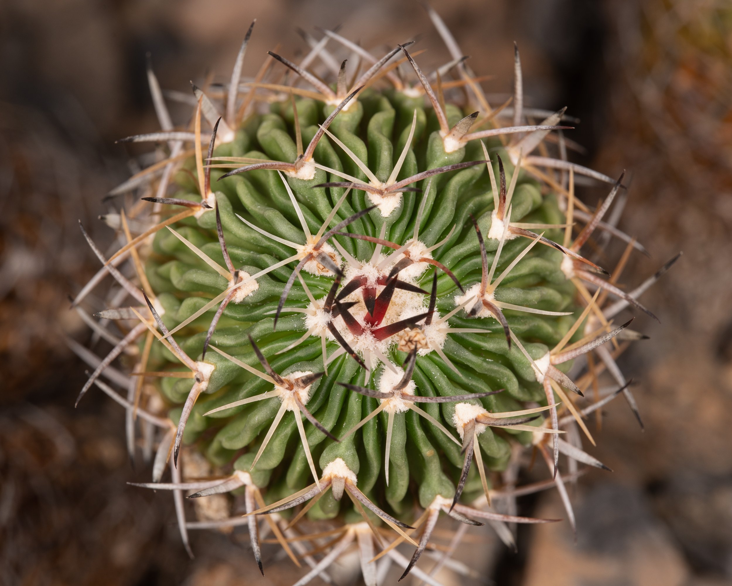 New York Botanical Garden Grounds-14.JPG