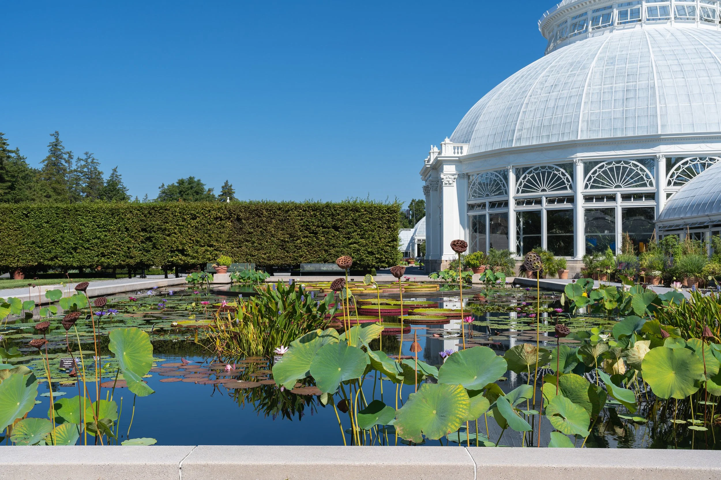 New York Botanical Garden Grounds-3.JPG