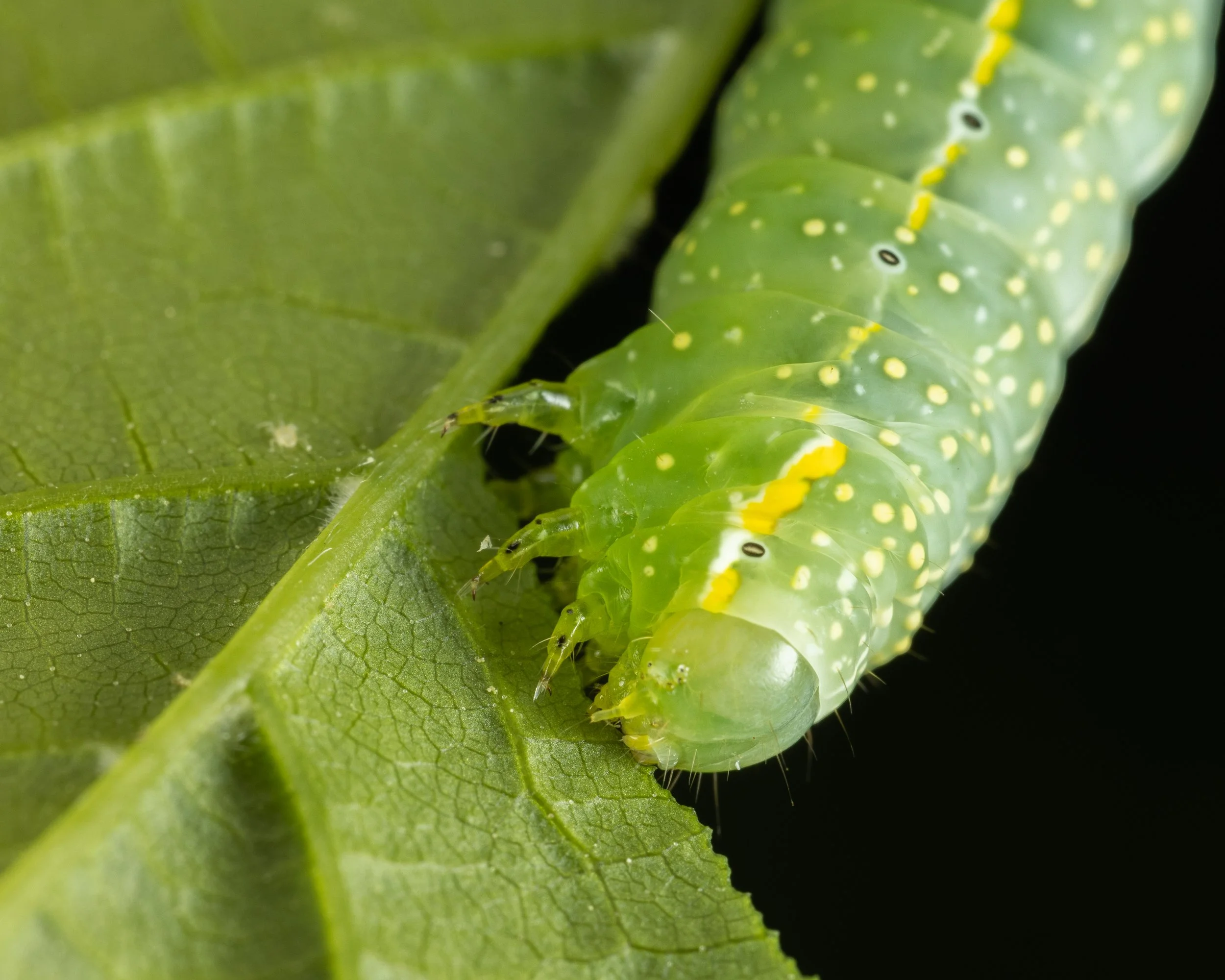 Caterpillar Spring 2022-5.JPG