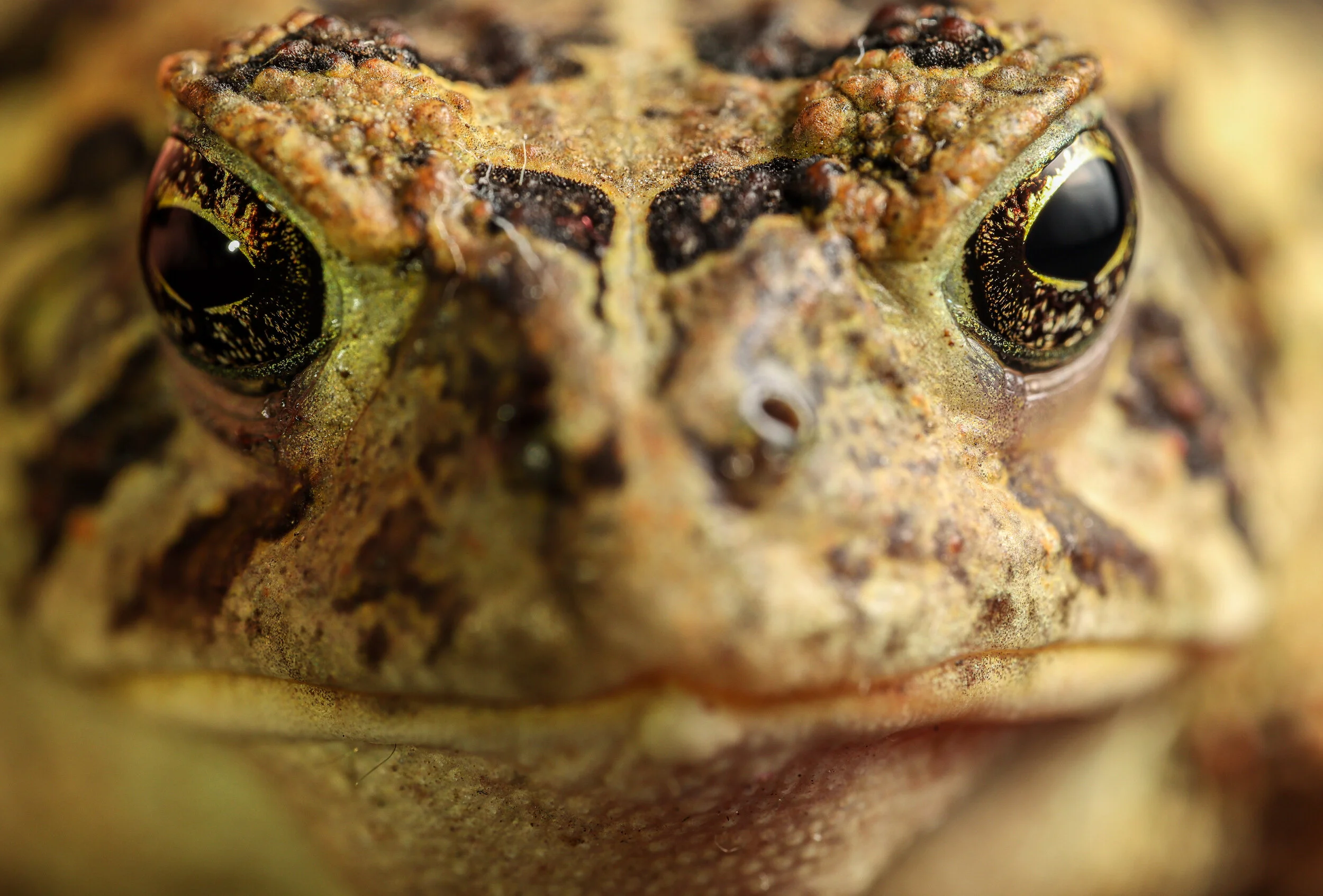FroggyStare.jpg