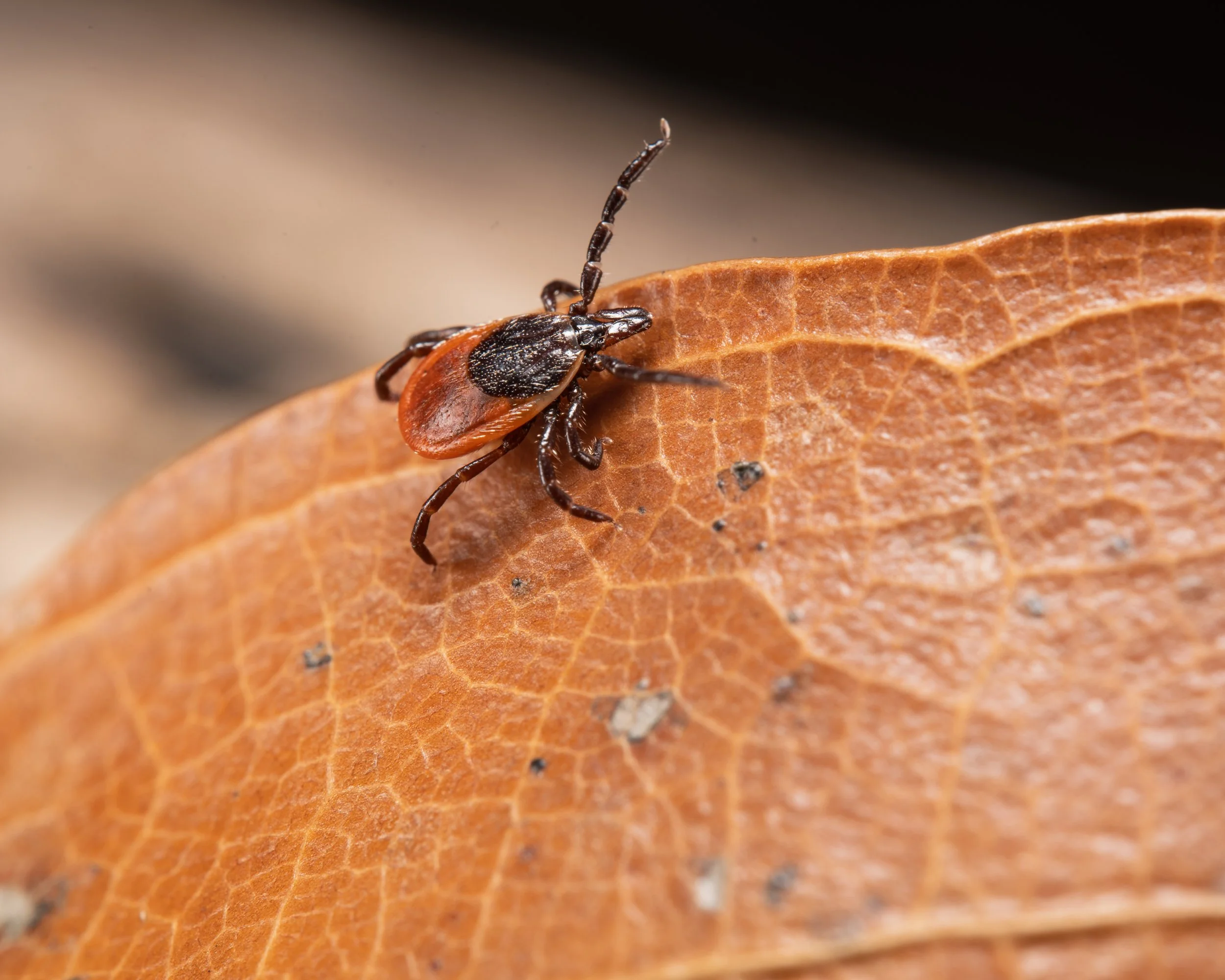 Tics APP March 2023-3.JPG