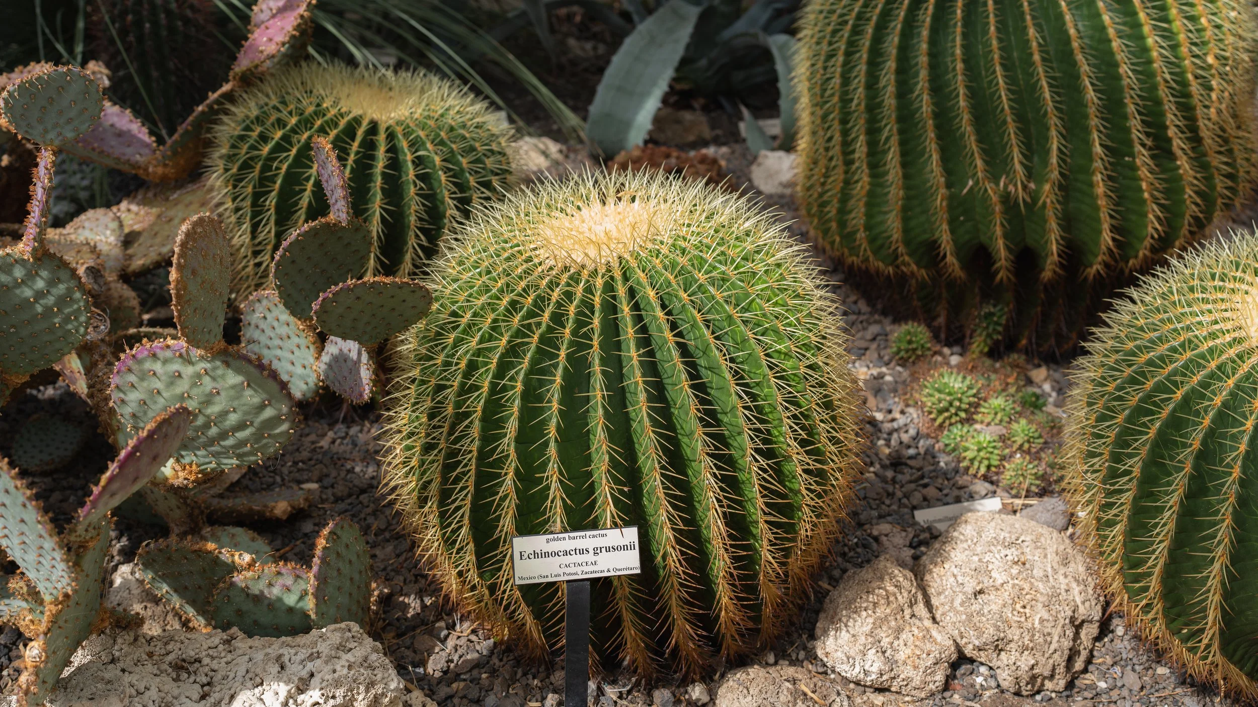 New York Botanical Garden Grounds-6.JPG