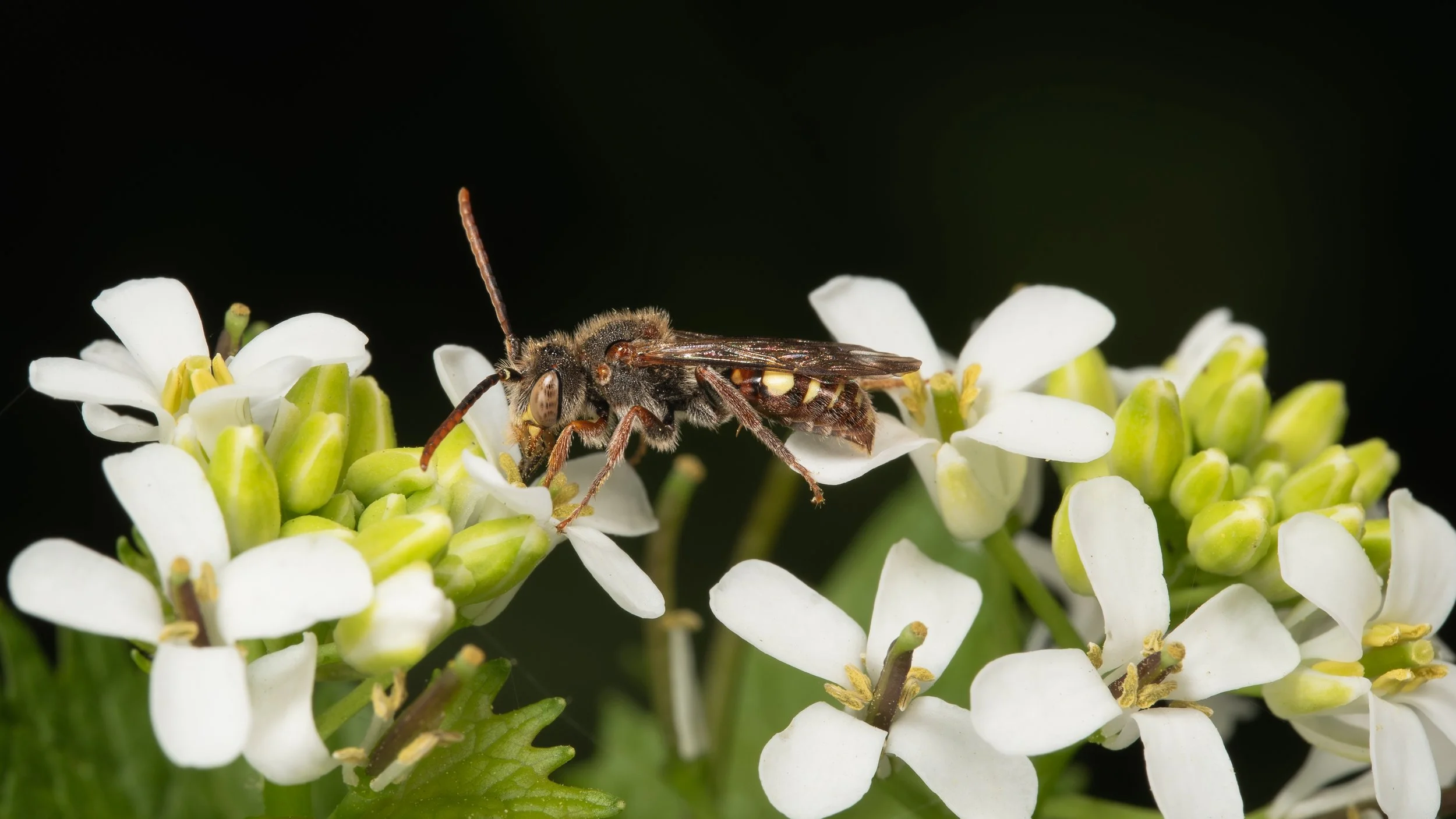 Bees & flowers April 2023-2.jpg