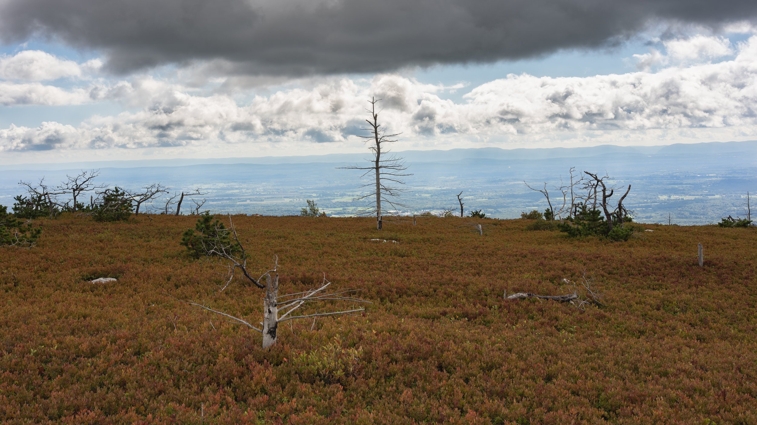 Pitch Pine Forrest Trees-3.JPG
