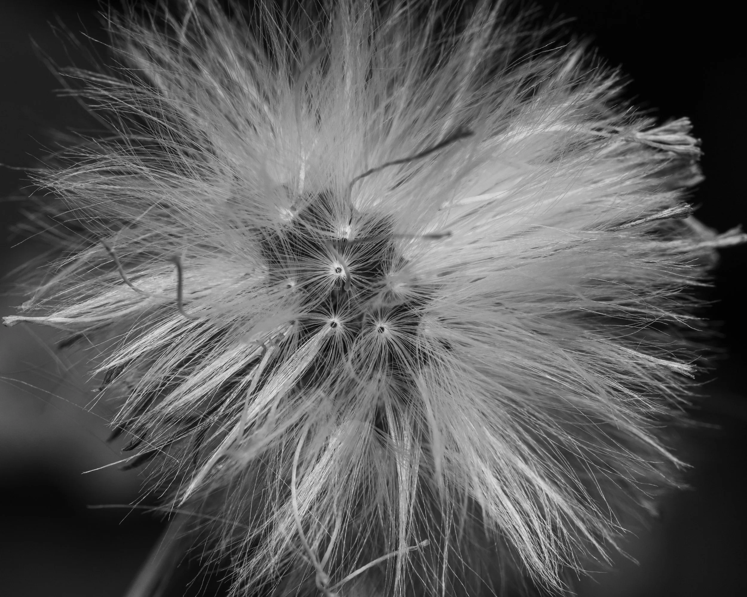 black and white macro.jpg