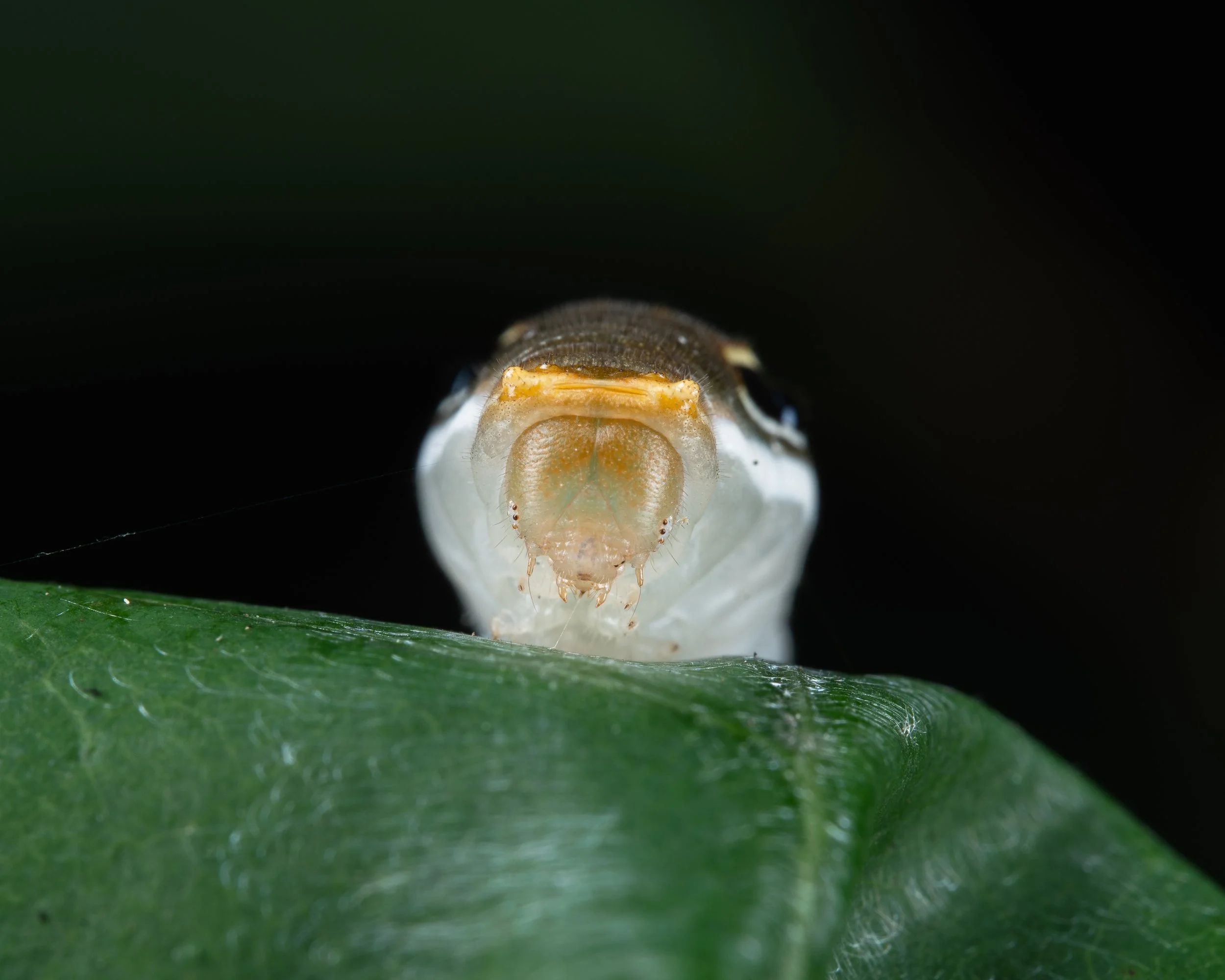 Caterpillar with Eyes-4.JPG