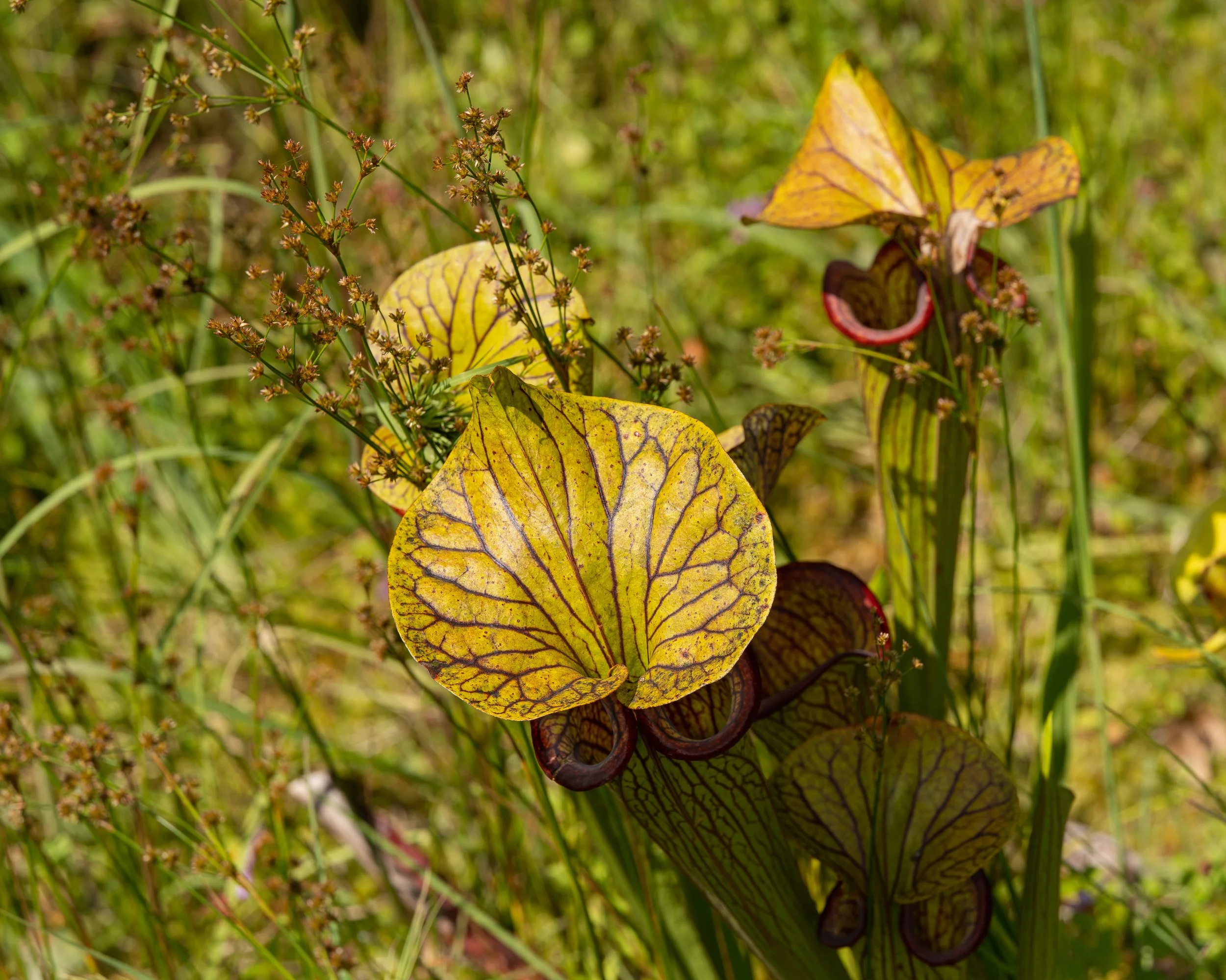 New York Botanical Garden plants.JPG