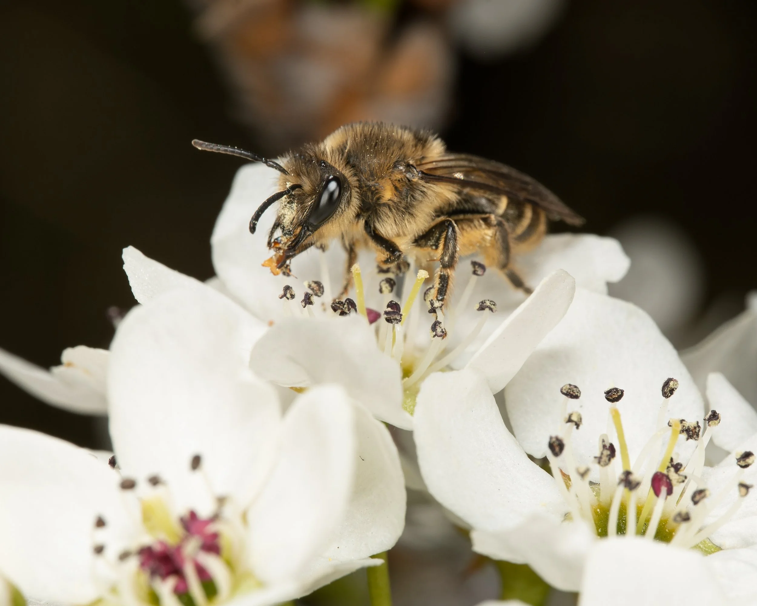 White flower and Bee APP 2023-3.JPG