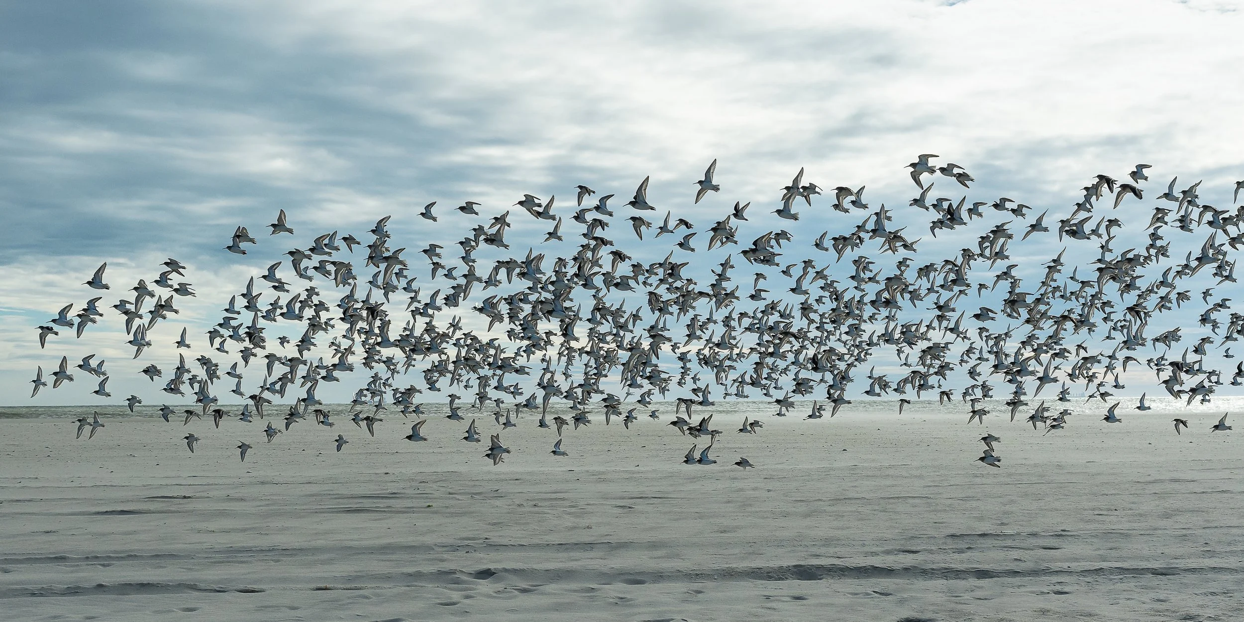 Flight of the Plovers2.JPG