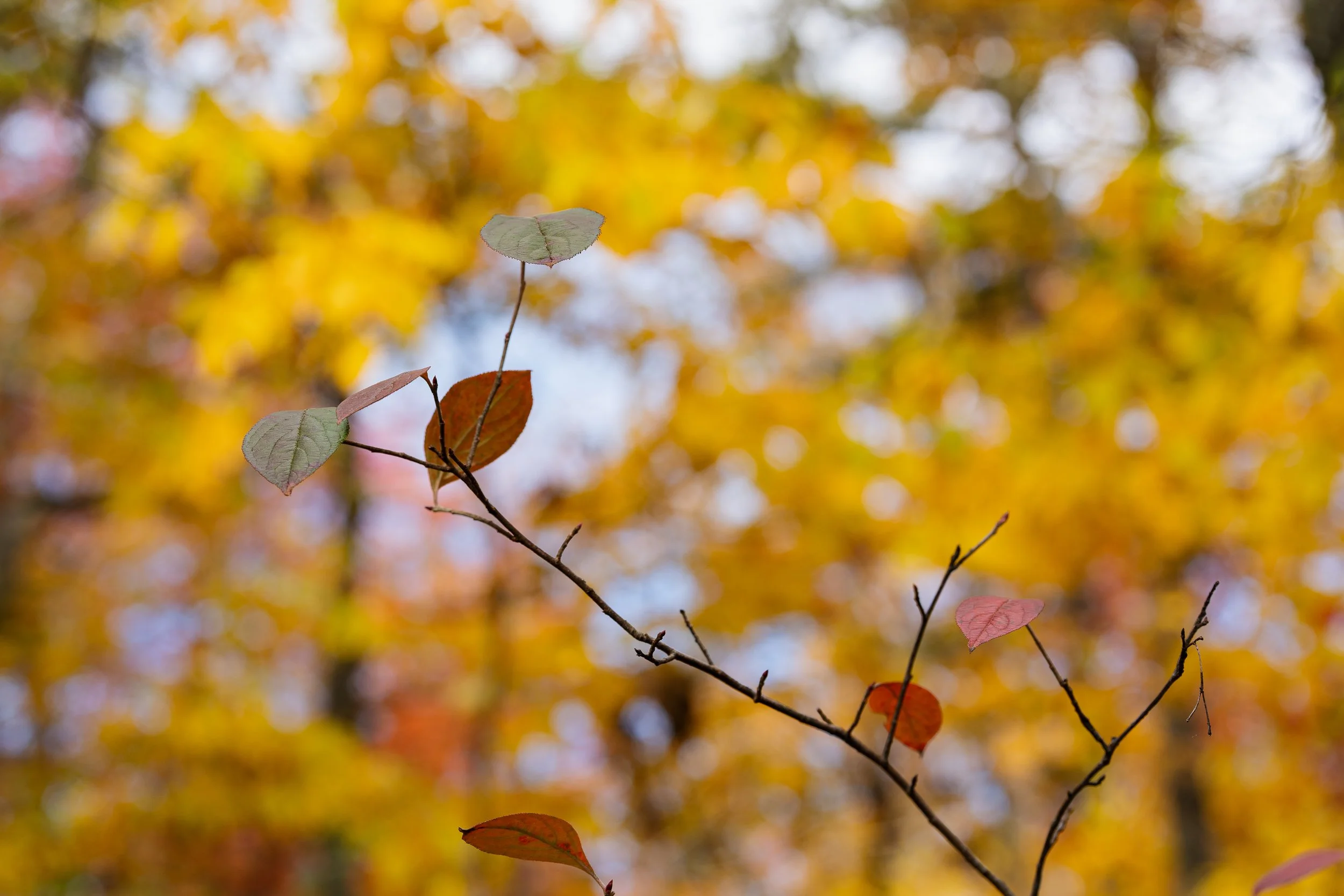 Gertrudes Nose Hike Pictures_-17.JPG