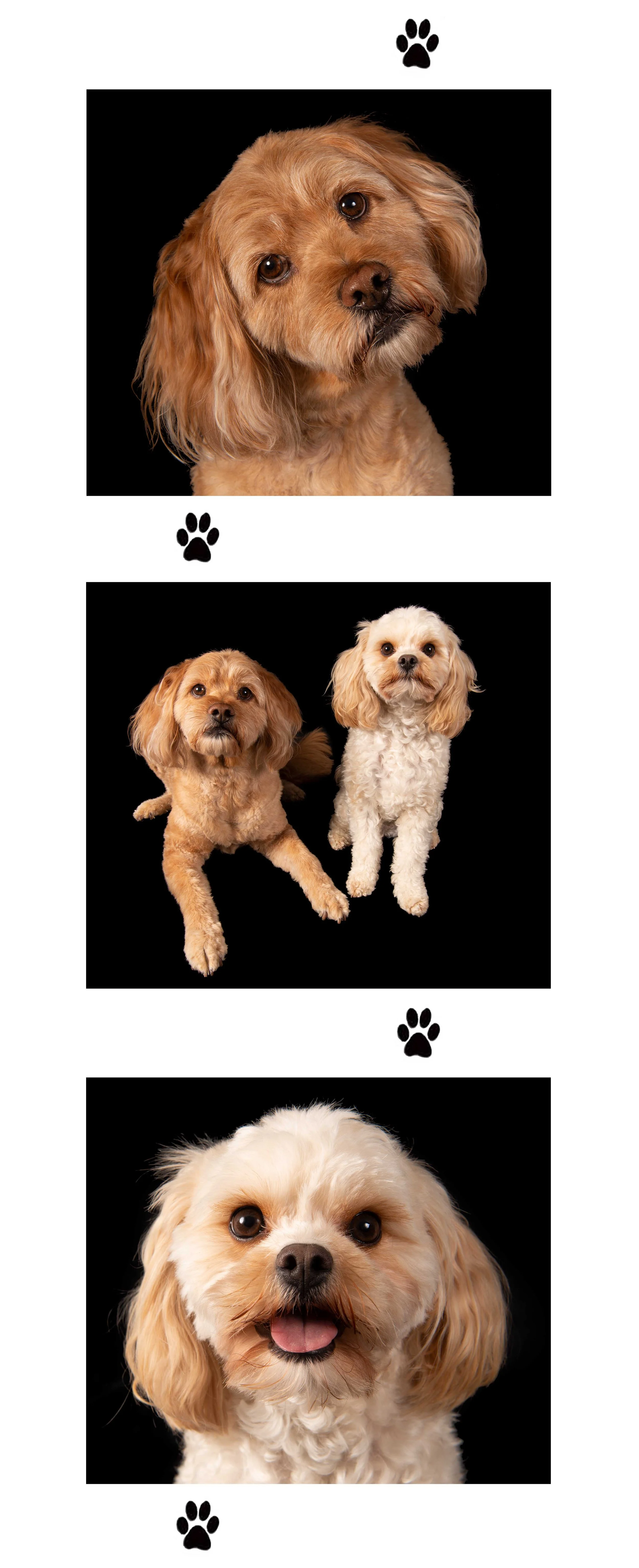 11x27 vert framed pawprints.jpg