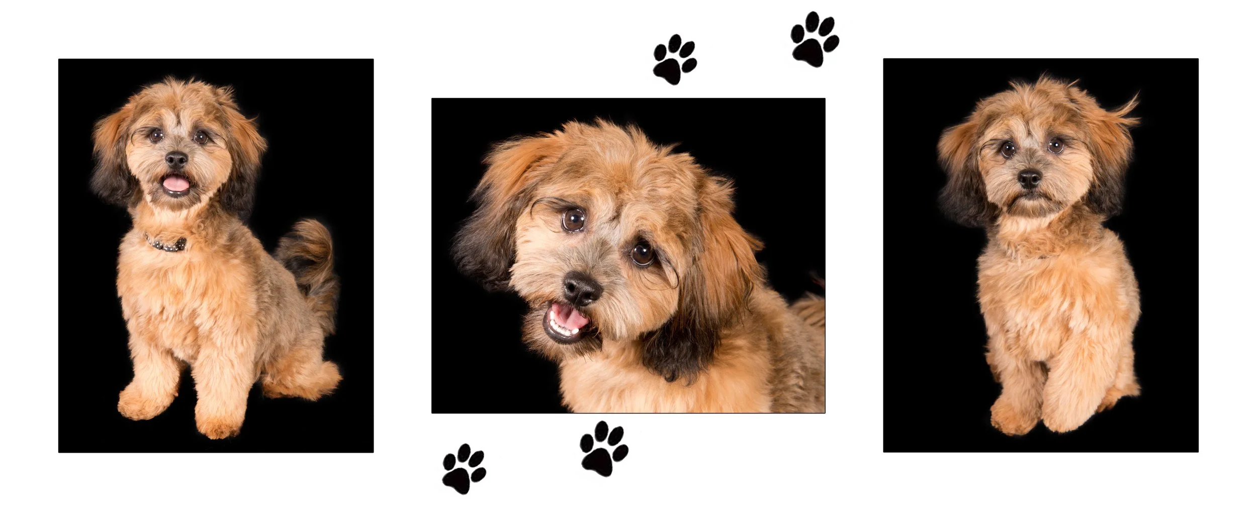 13x32 paw prints.jpg