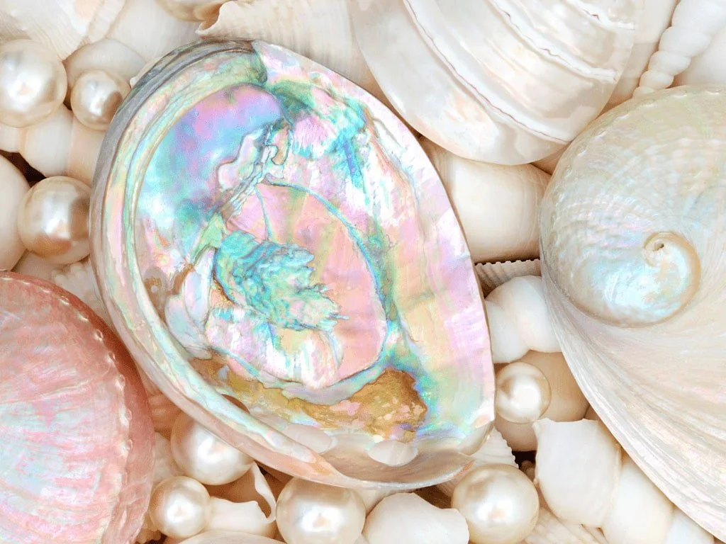 Shells and Fossils.jpg