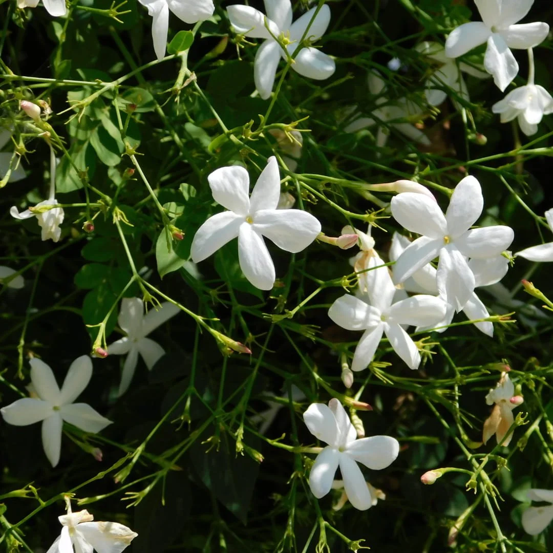 Jasmine Flowers Incense Scents.jpg