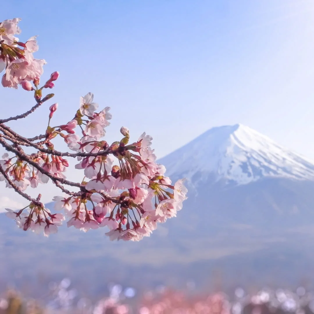 Cherry Blossom Scent Nippon Kodo Incense.jpg