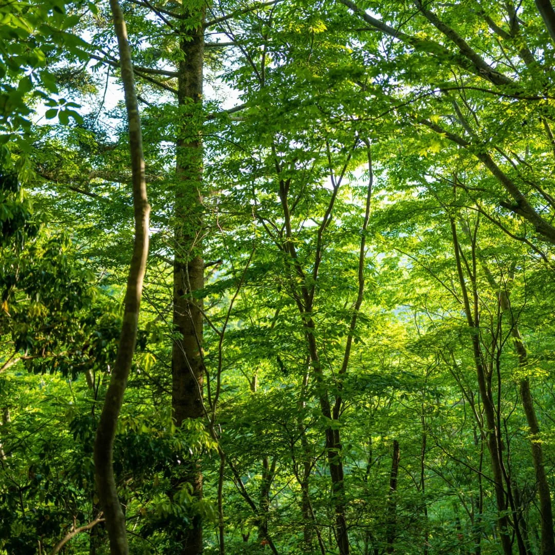 Nippon Kodo Incense Japanese Cypress.jpg