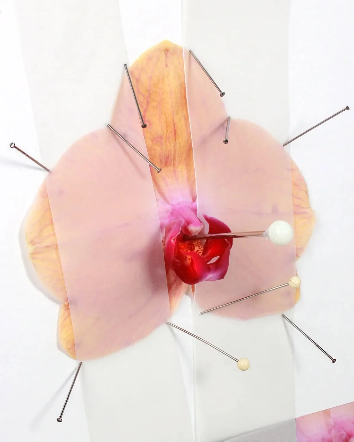 Moth (Orchid) taxidermy
.
#mothorchid #flowertaxidermy #pseudoentomology #phaelanoptera