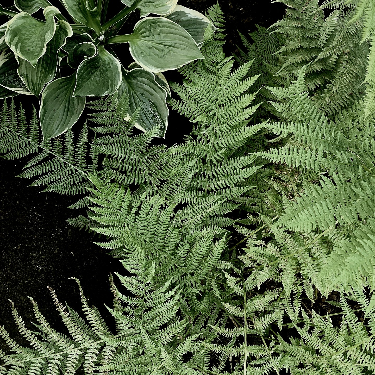 ferns.jpg