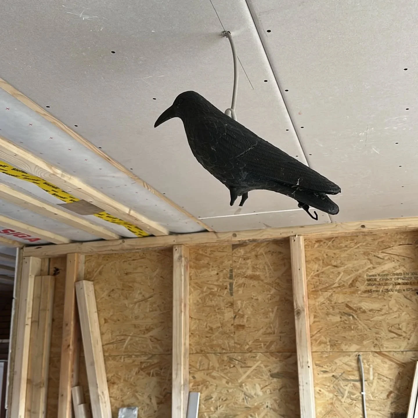 Unser Bauleiter hat alles im Blick 🐦‍⬛🧐
Kommt alle gut ins lange Wochenende! ✌️🔨
—————————————————
#umdecker #zimmerer #zimmerer