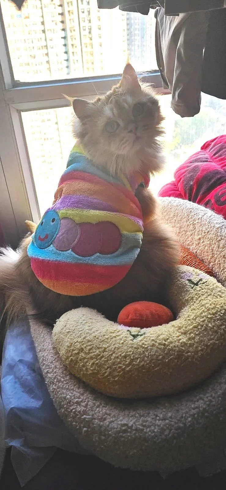 Little Tiger recovers from severe Neuro FIP