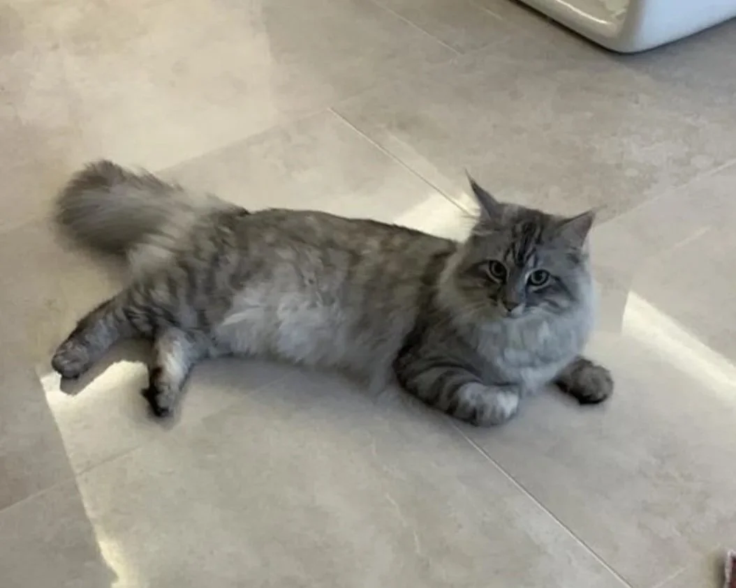 Sky - the recovery story