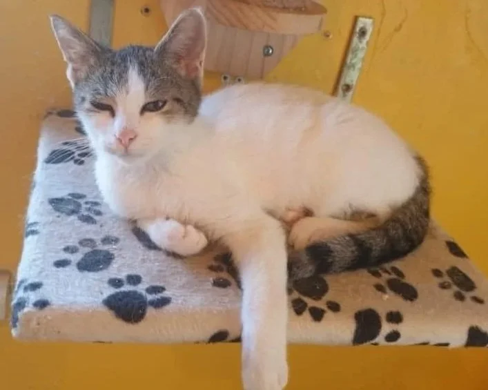 The story of Bam Bam