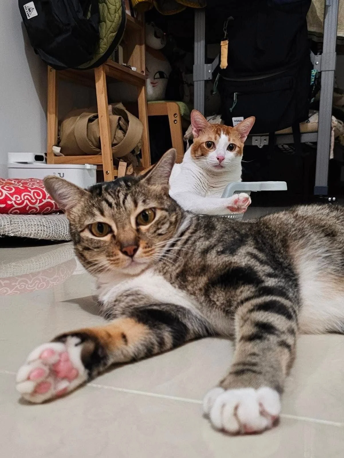 The Little (the Pork Cat) - One-Year Recovery Anniversary and Her Journey with Bliss