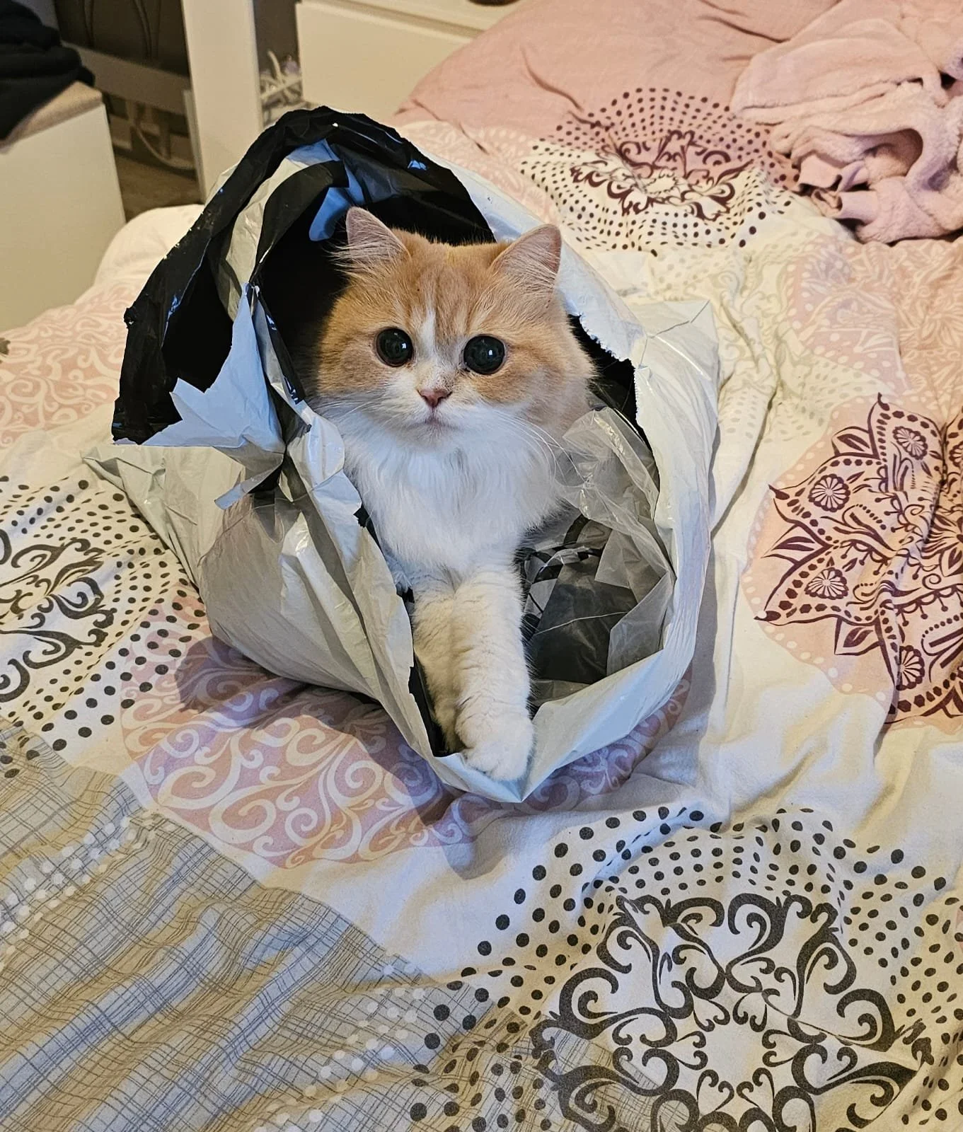 Toffee's story