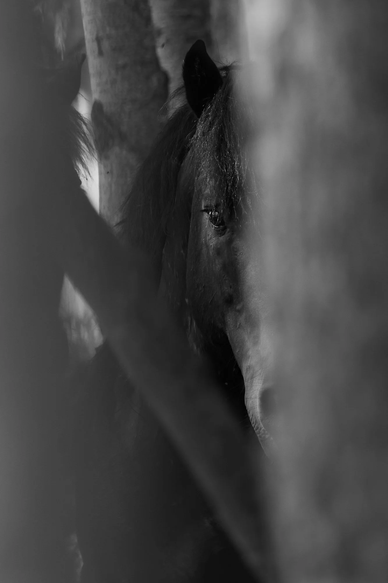 Wild_Horse_Head_on_BW.jpg